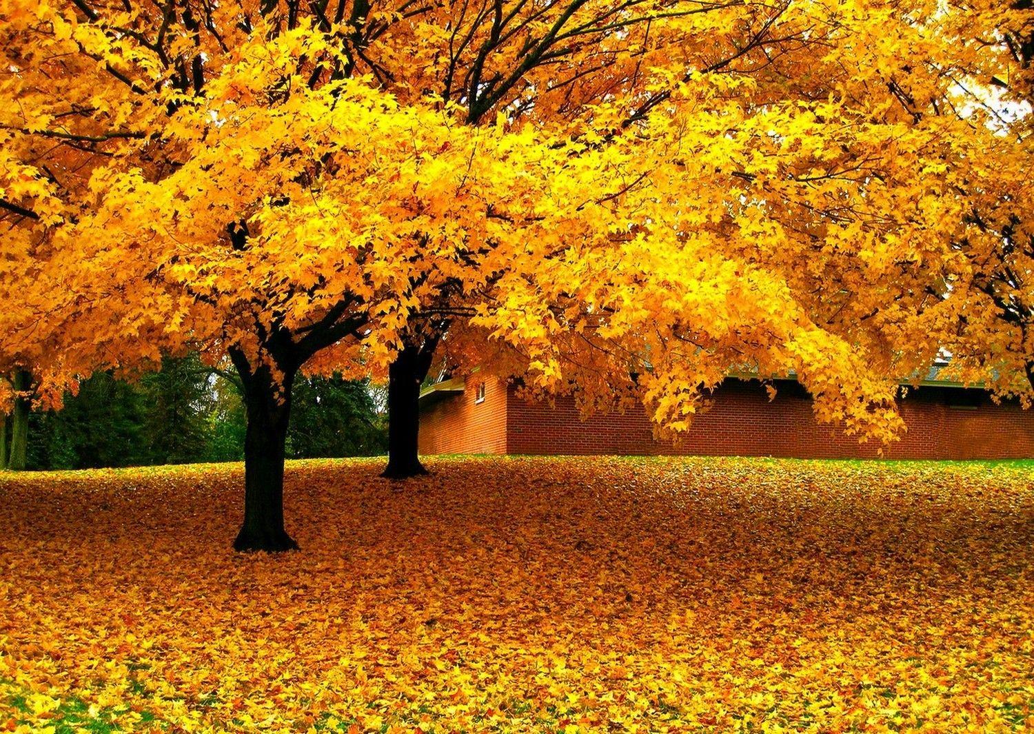 Yellow Nature Wallpapers - Wallpaper Cave