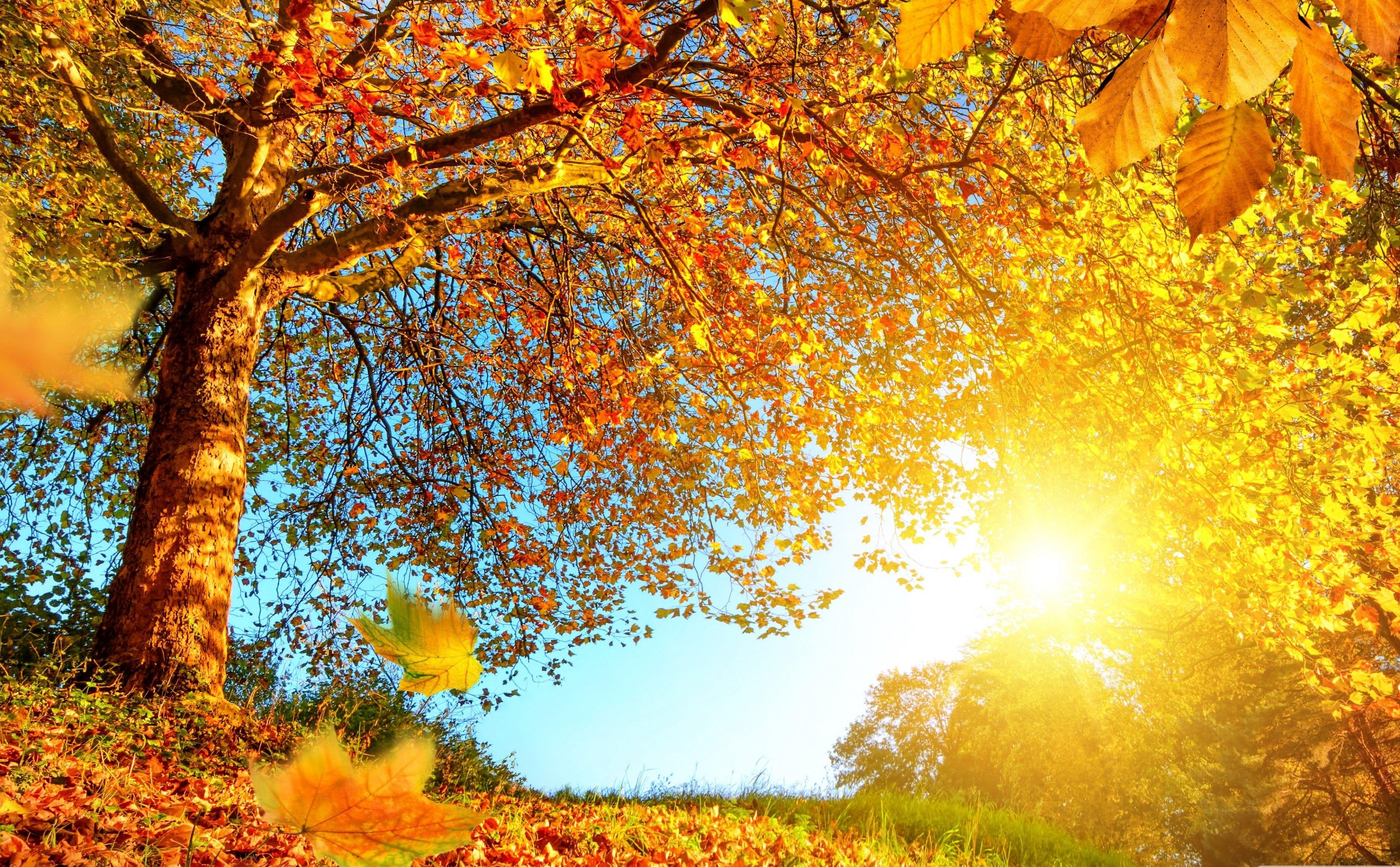 Nature Autumn Yellow Leaves HD Wallpaper & Image Download