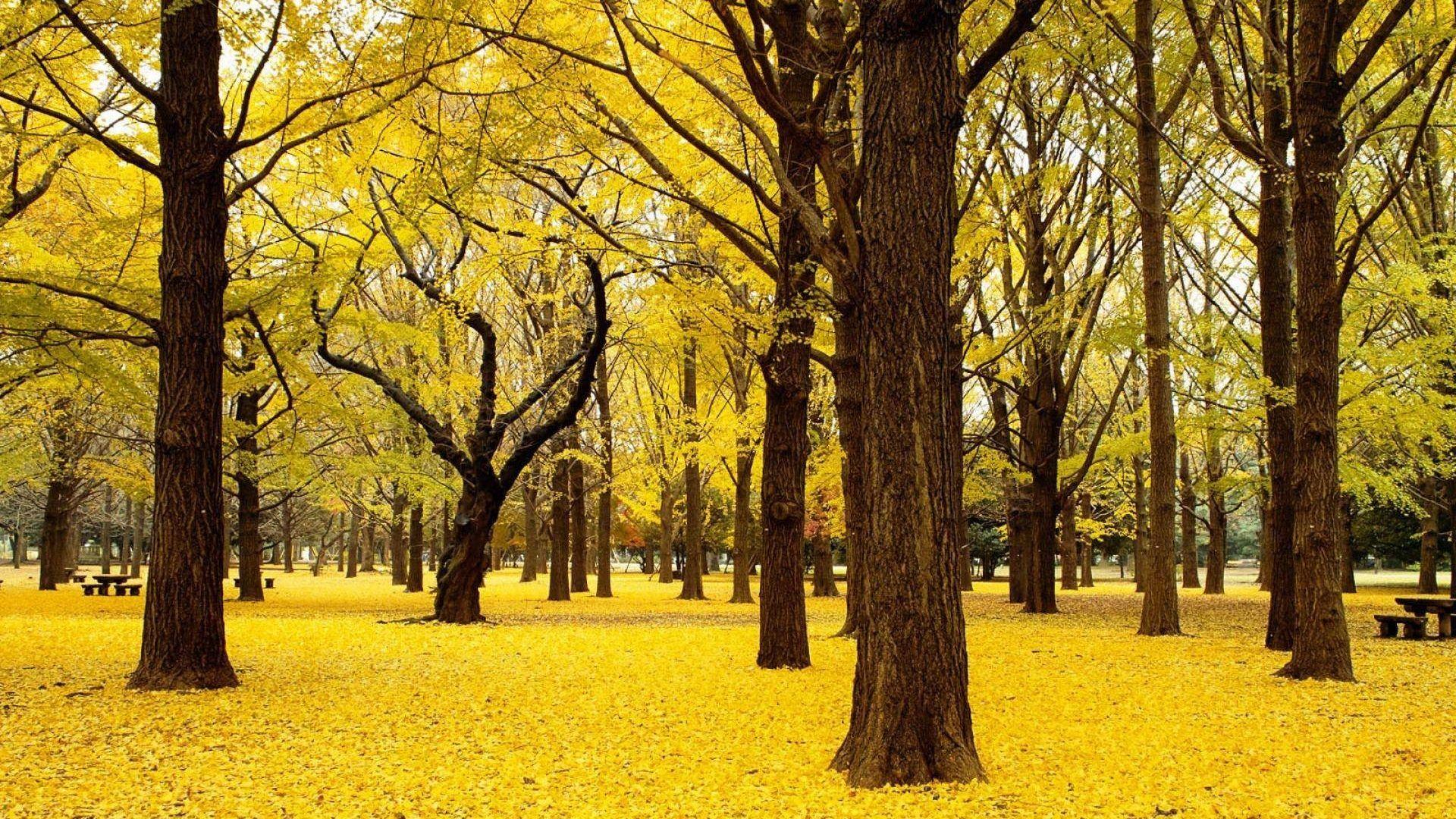 Trees: Tree Leaves Yellow Foliage Trunks Amazing Nature Wallpaper