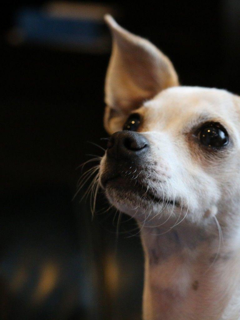 Download 768x1024 Chihuahua, Muzzle, Looking Away, White, Dogs