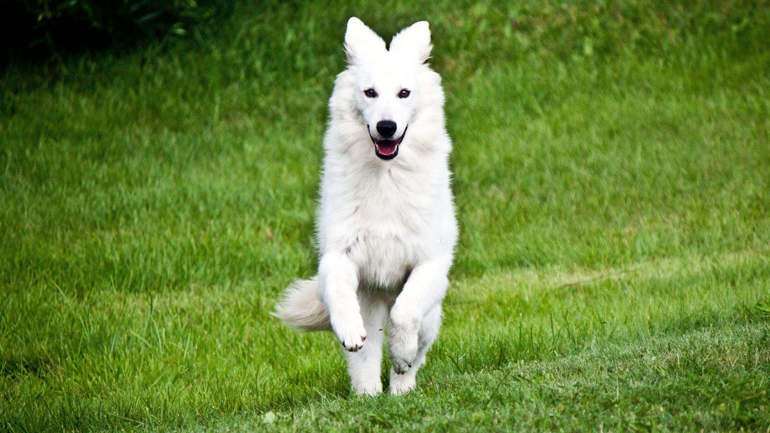 White Shepherd Wallpaper and Background Image