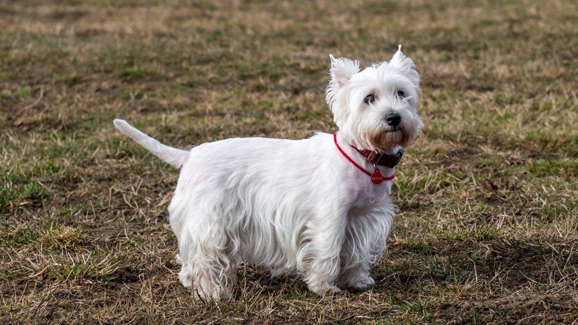 Dogs wallpaper: Animals Wolves Picture Hound Dogs. Animals Dogs