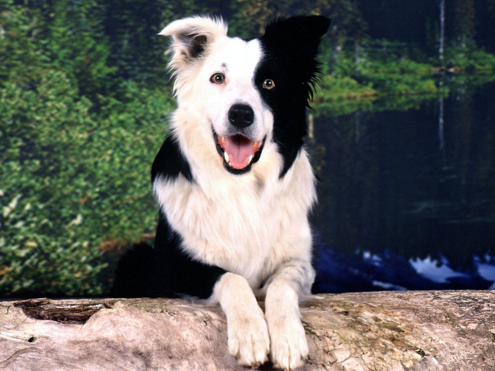 Black and white dogs image download