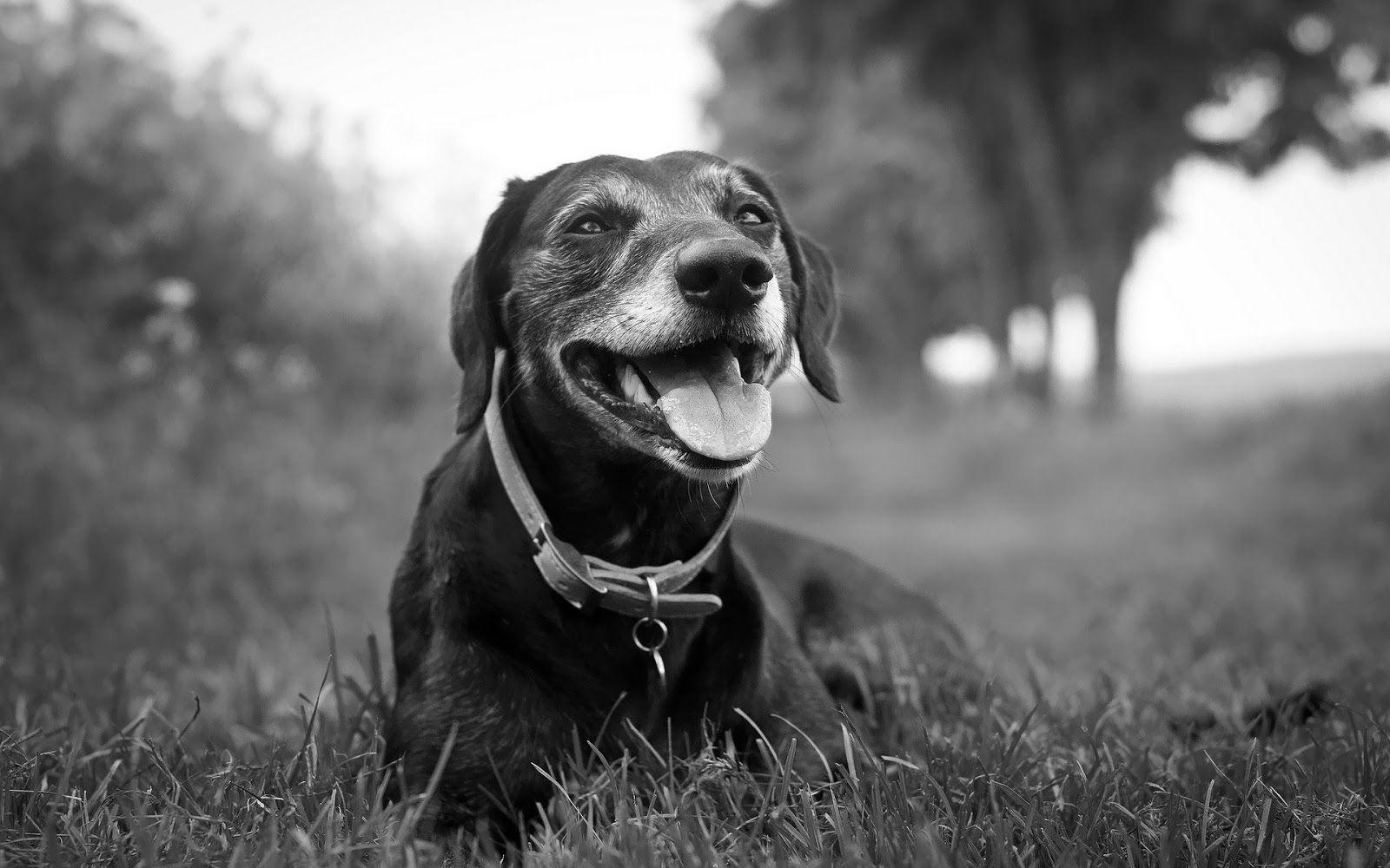 dog black and white photography