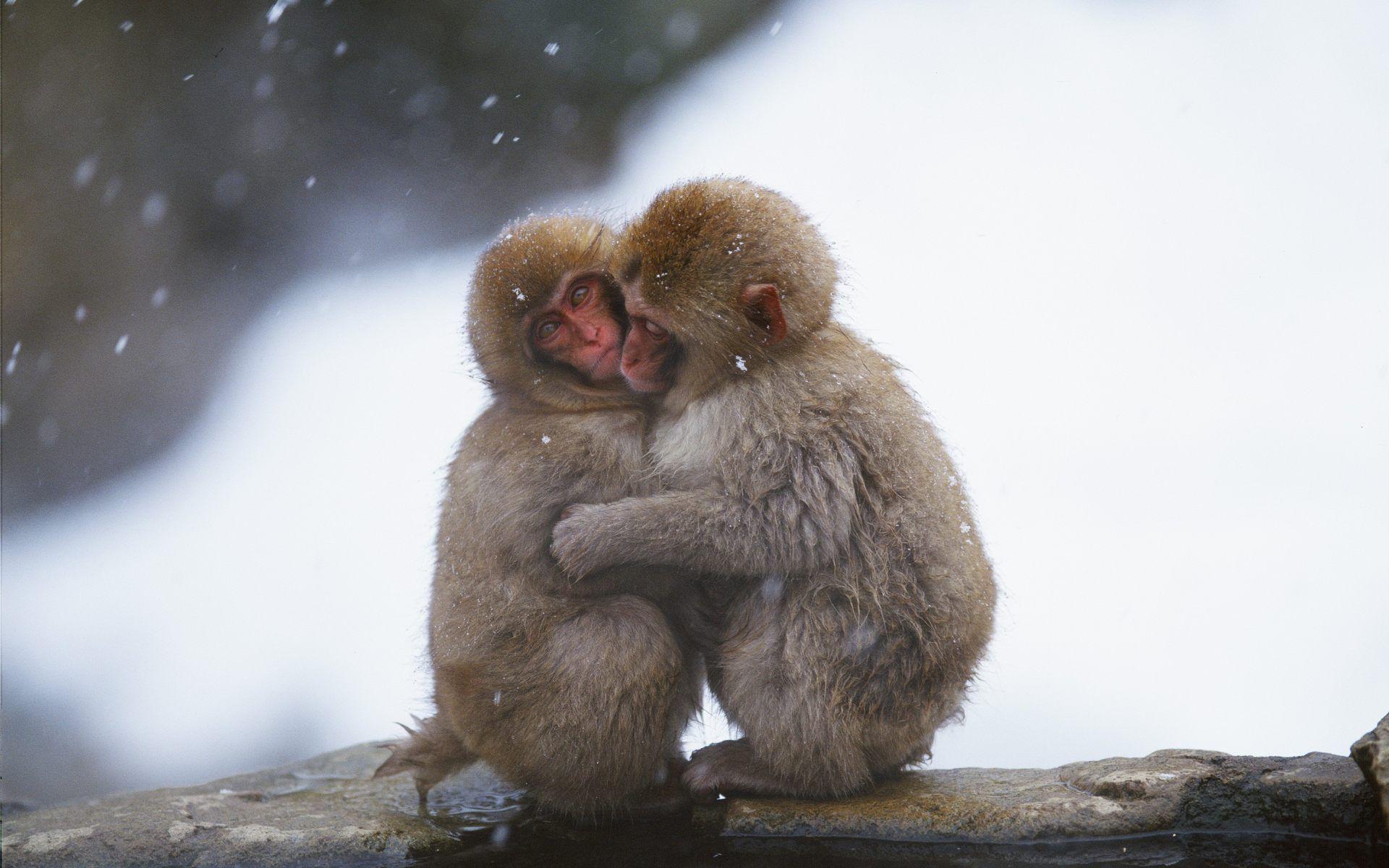 Cute Monkeys HD Wallpaper, Background Image