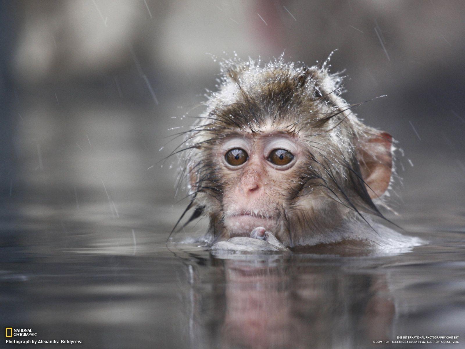 top Most Cute And Beautiful Monkey Wallpaper In HD new. HD