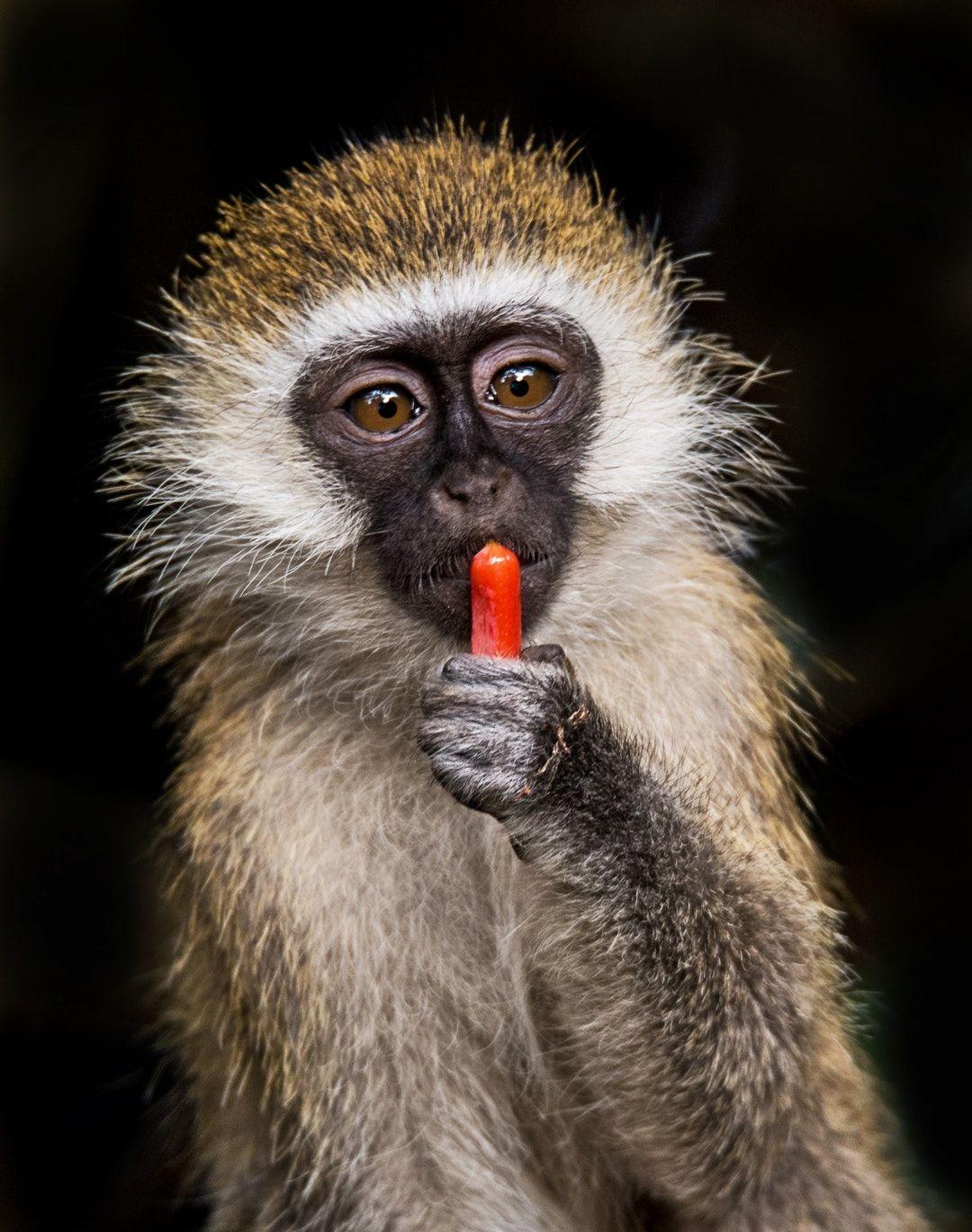 Cute Monkey Photo Picture [HD]. Download Free Image