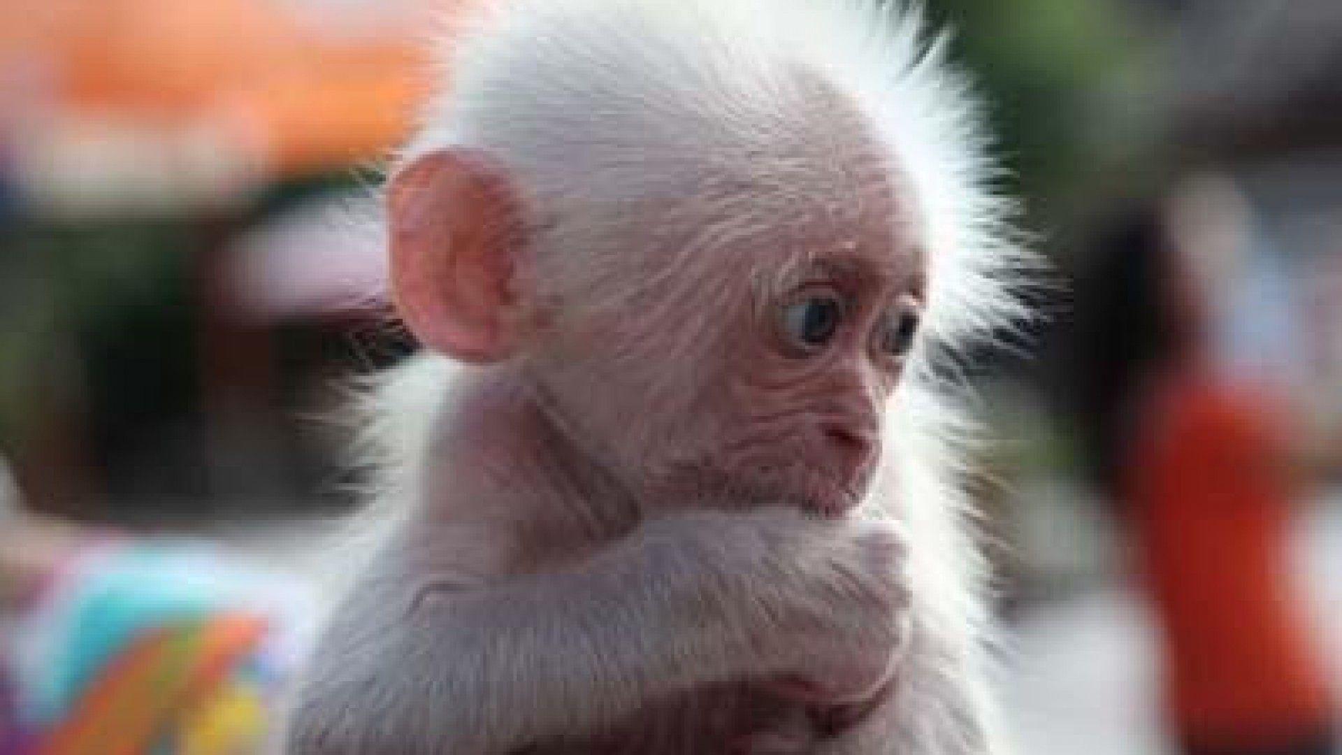 Cute Baby Monkey Wallpaper