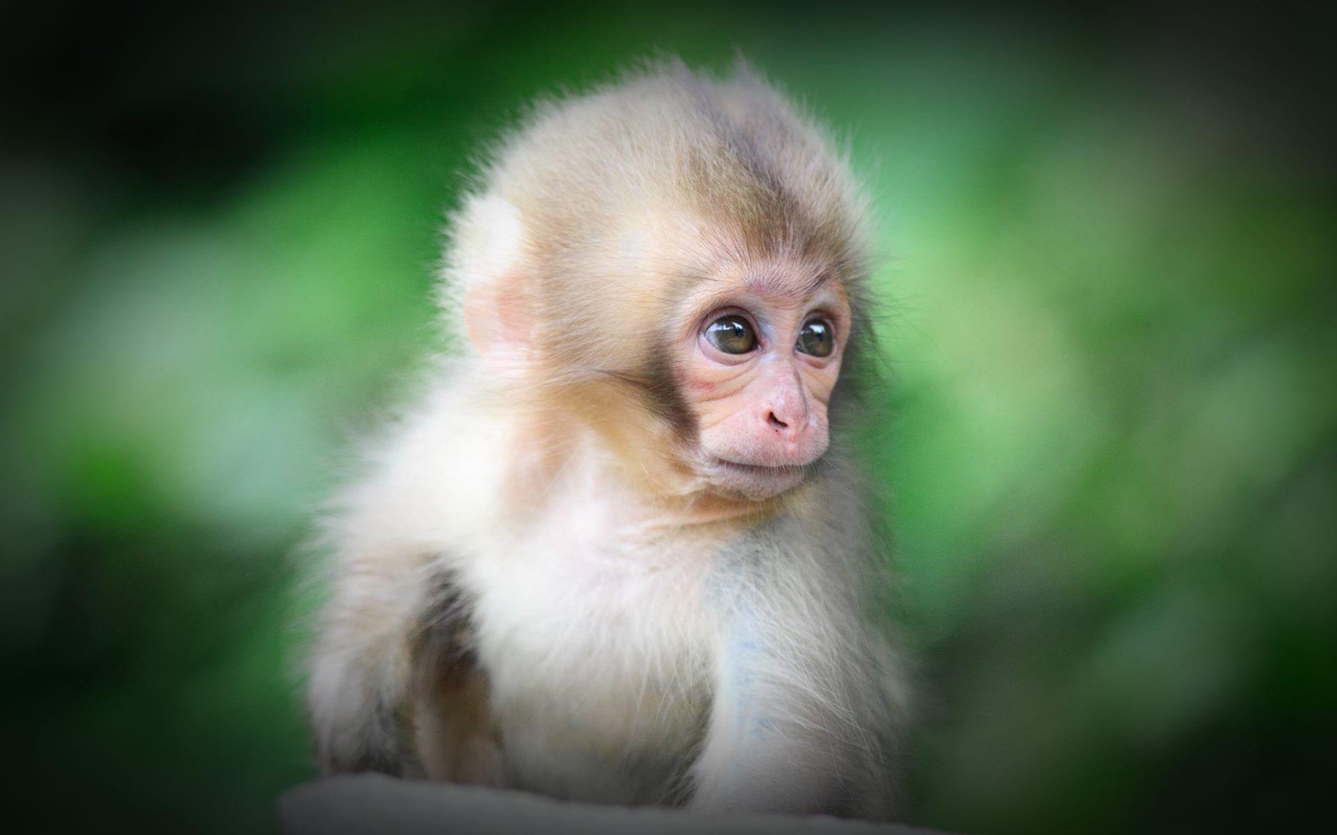 Baby Monkey So Cute HD Wallpaper