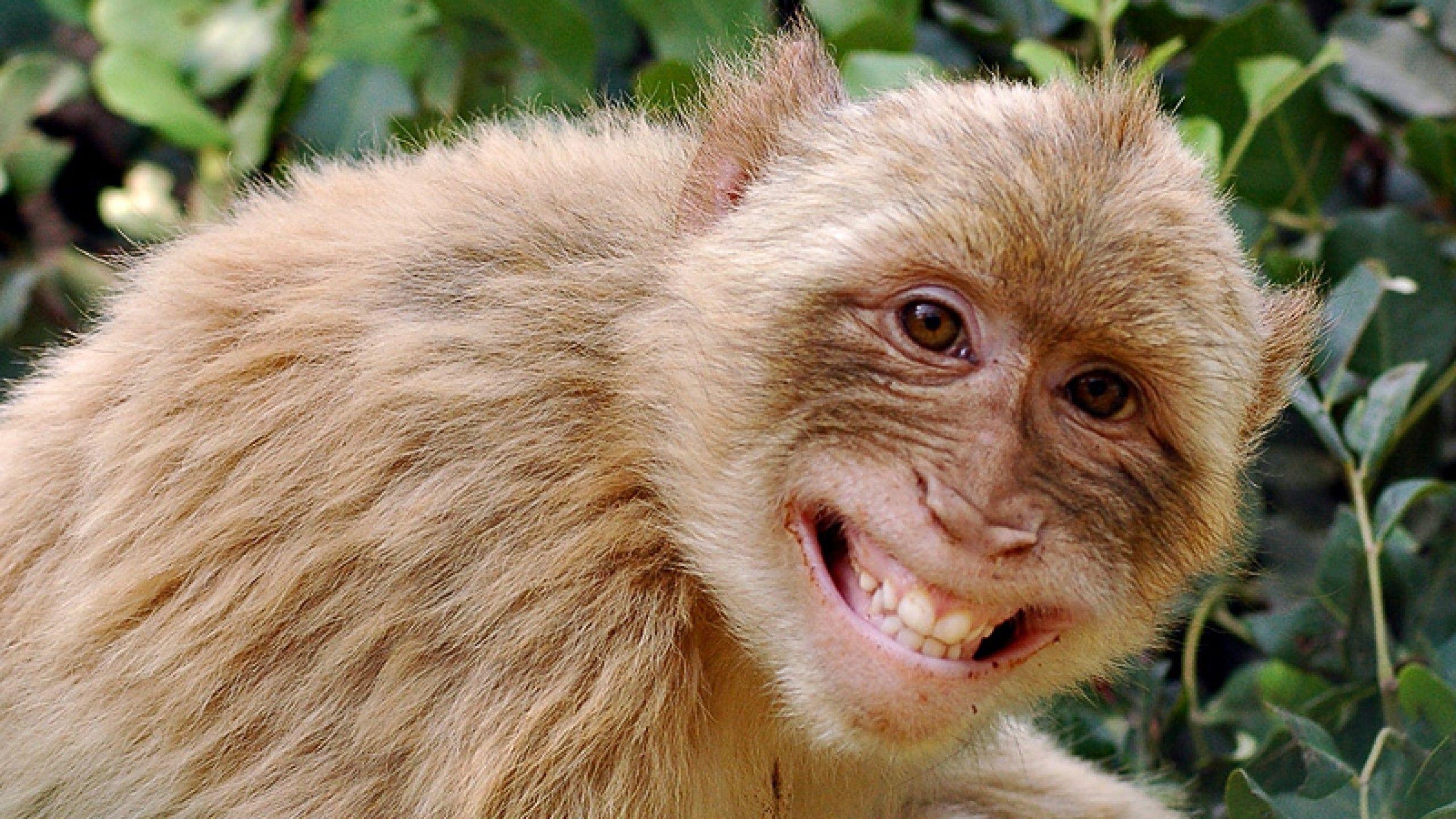 Cute Monkey Desktop Wallpaper - IMAGESEE