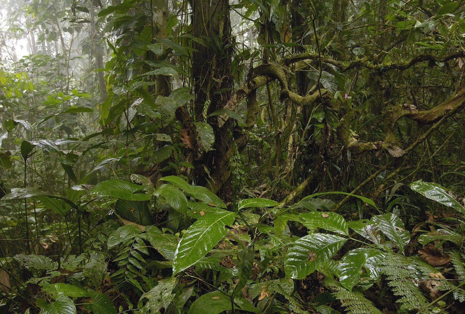 Amazonia Wallpaper. Witch And Watchman Folia Birds Wallpaper. Photo