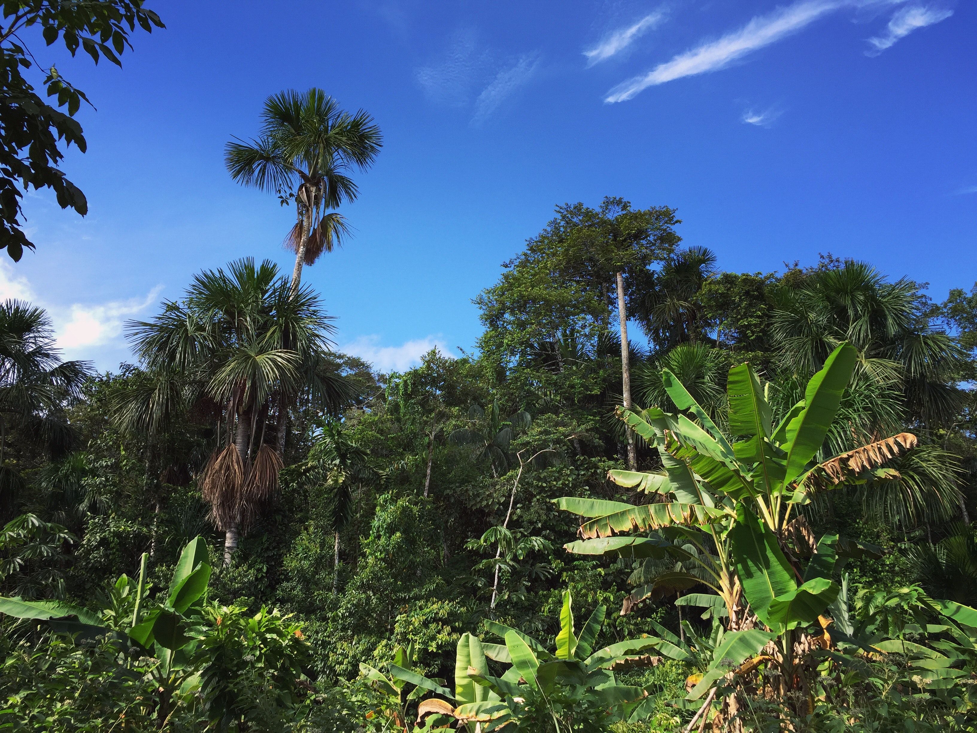 Free of Amazon Rain Forest, Amazonian Jungle, jungle