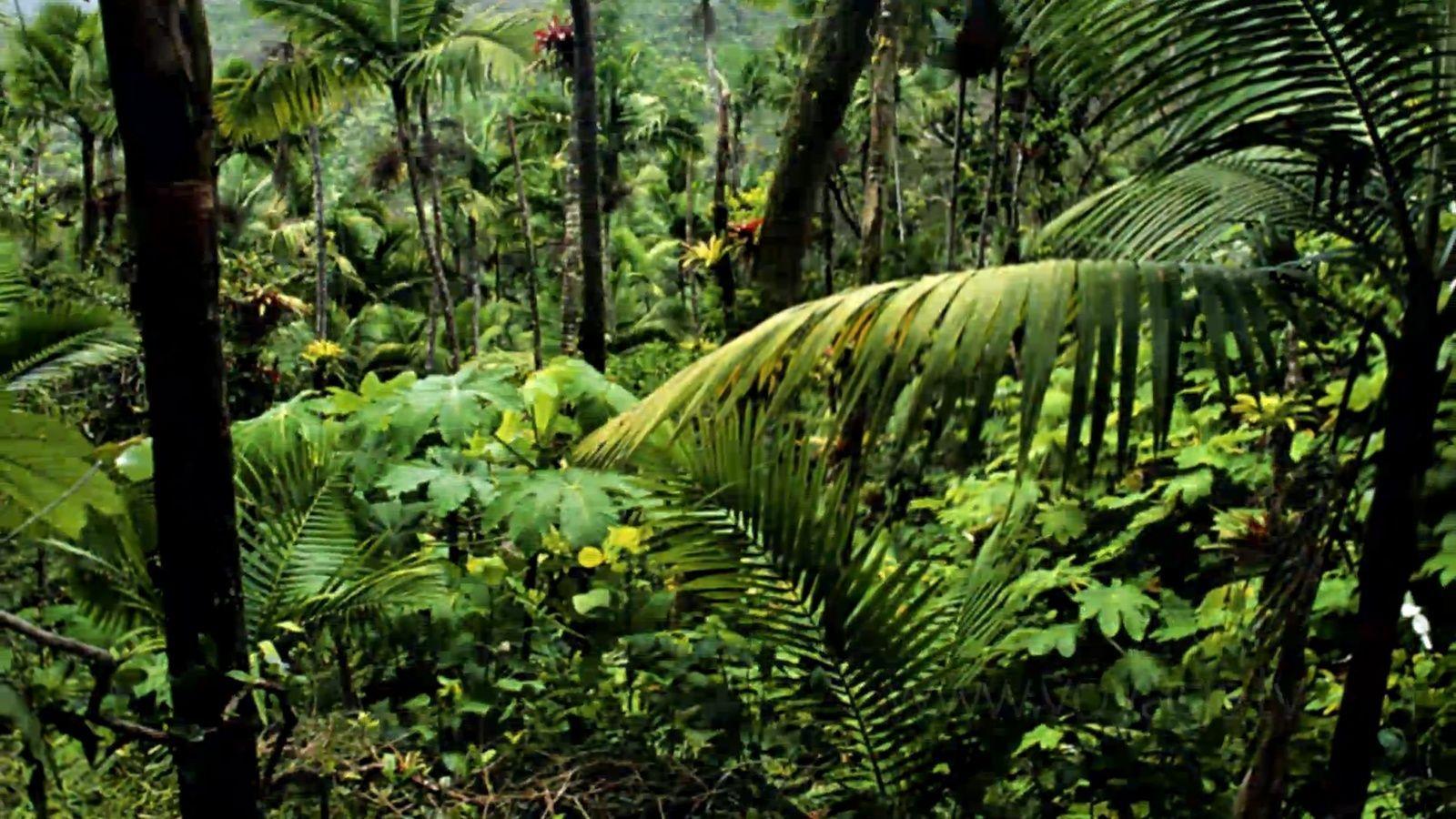 Landscape of amazon rainforest in autumn HD wallpaper