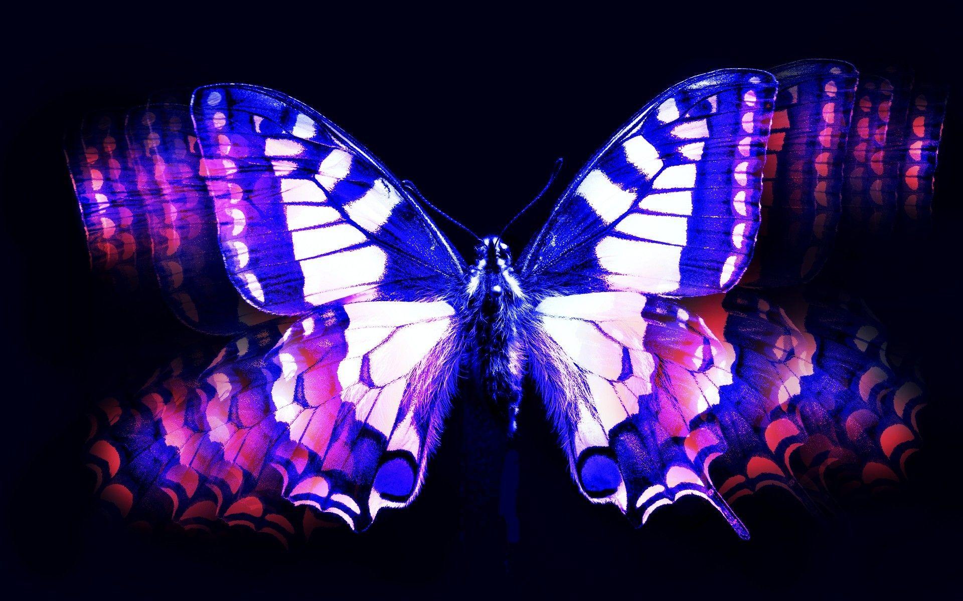 Blue and pink butterfly wallpaper. PC