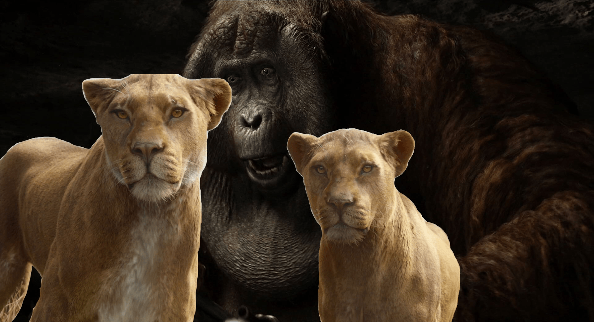 Lion King 2019 Wallpapers Wallpaper Cave