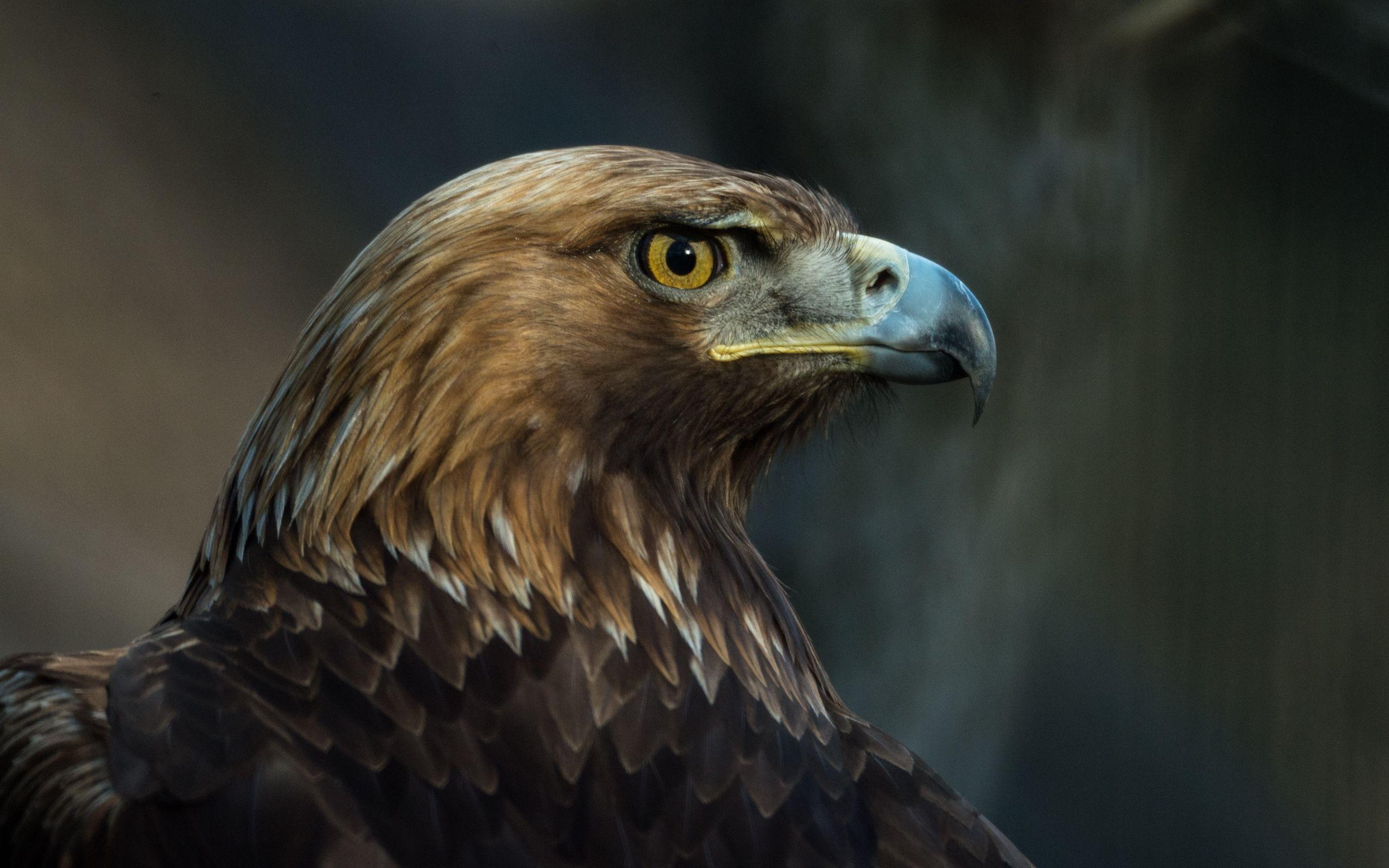 Wallpaper Eagle, Bird, Beak, Predator, Look Desktop Picture & HD Photo
