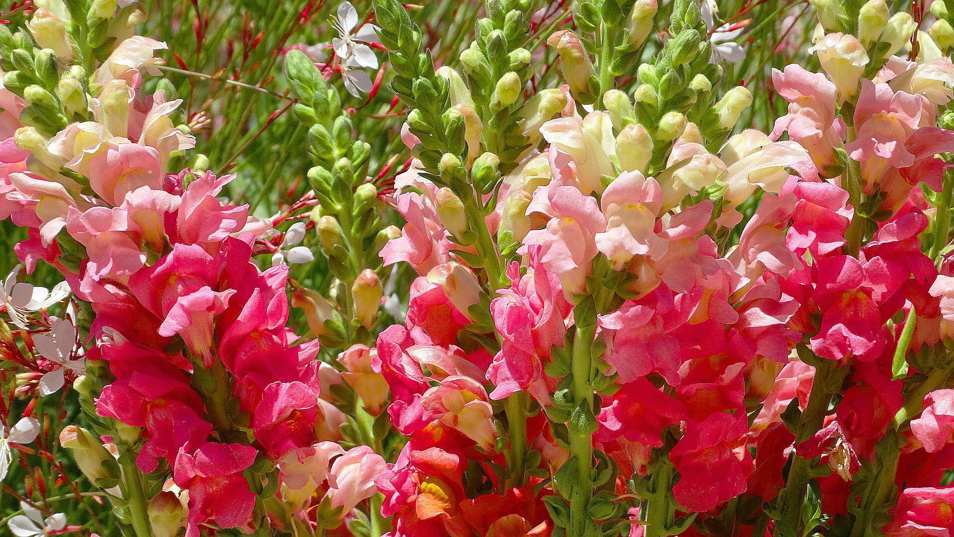 Snapdragons Wallpaper and Background Image