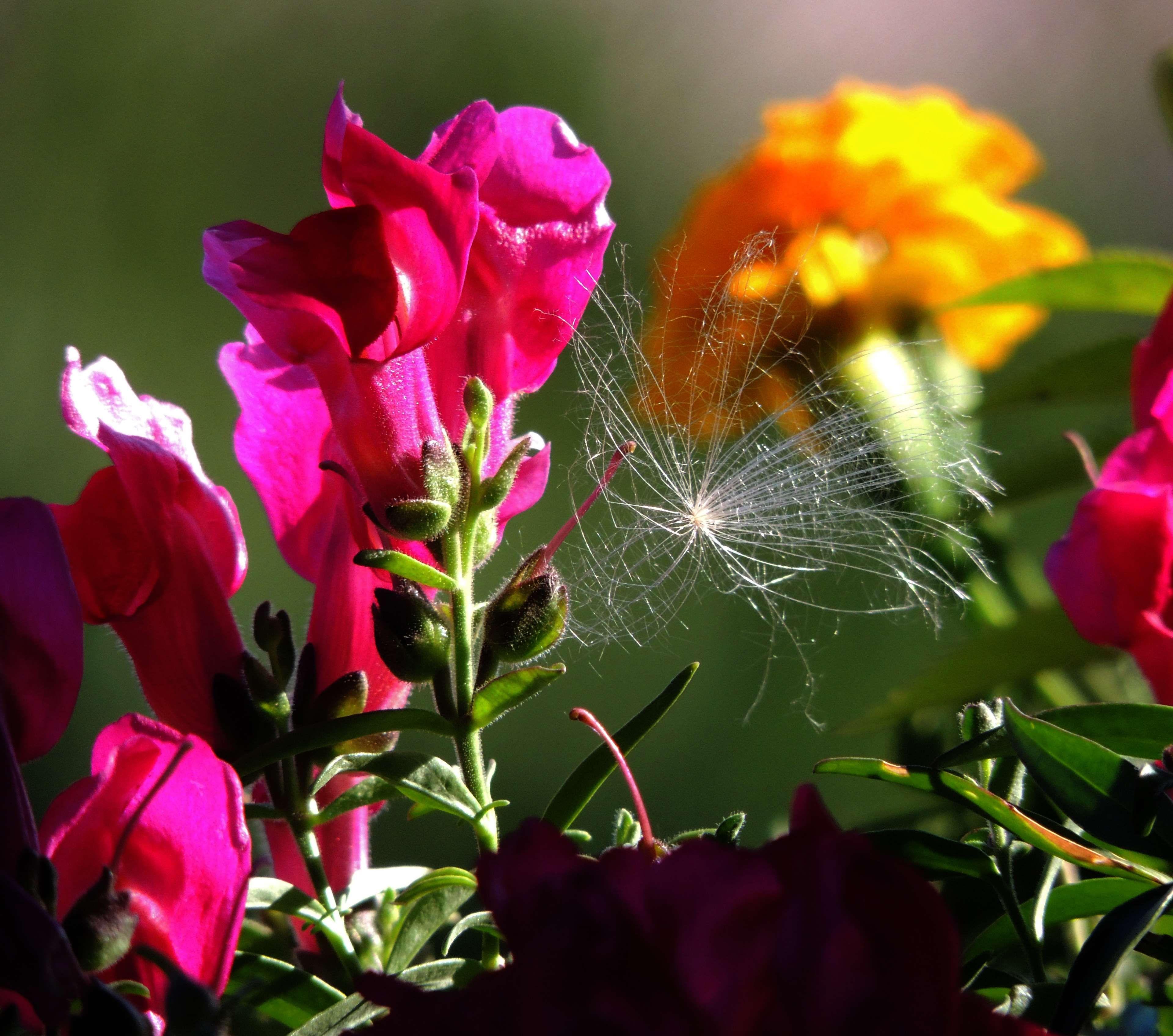 dandelion #flowers #macro #red #snapdragon