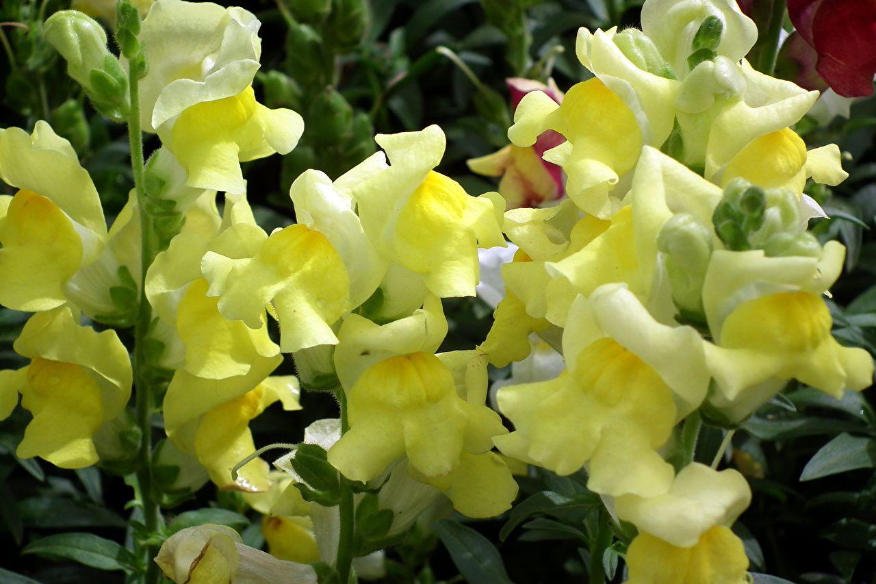 Wallpaper Yellow Flowers snapdragons