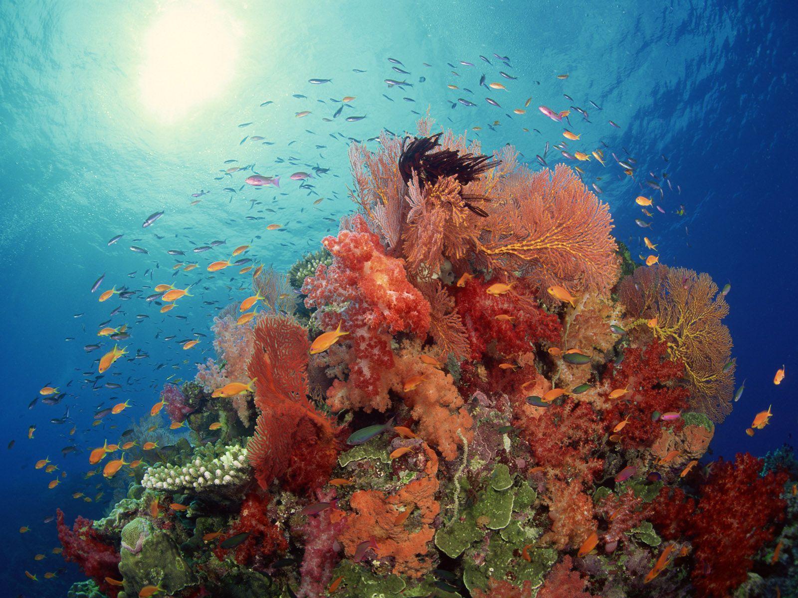 Underwater HD Wallpaper H