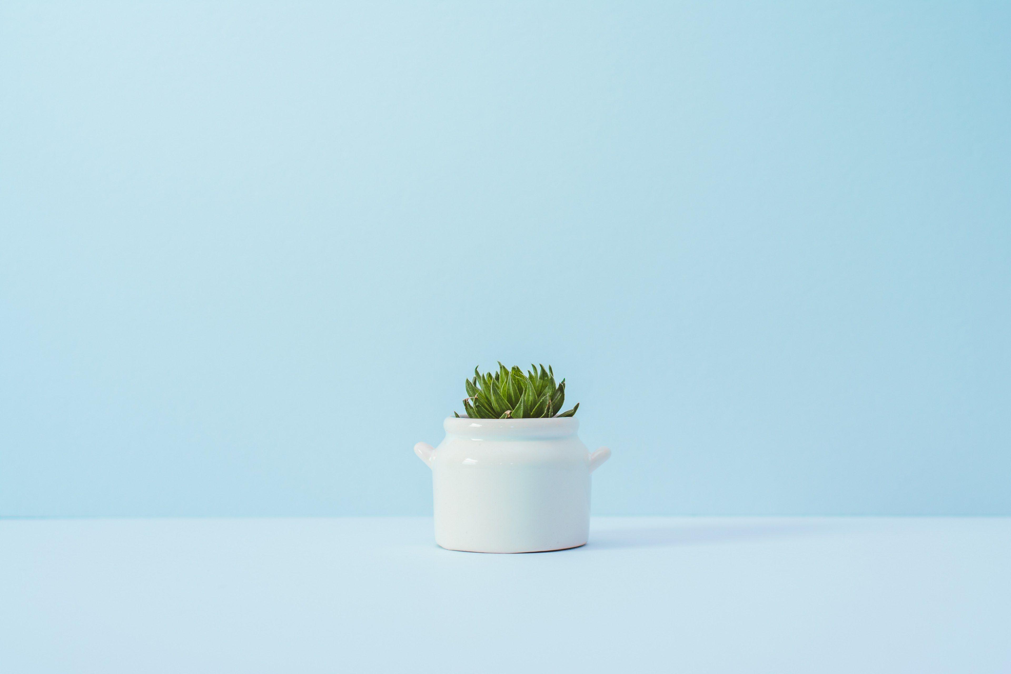 a succulent in a white ceramic pot against a blue wallthe minimalist