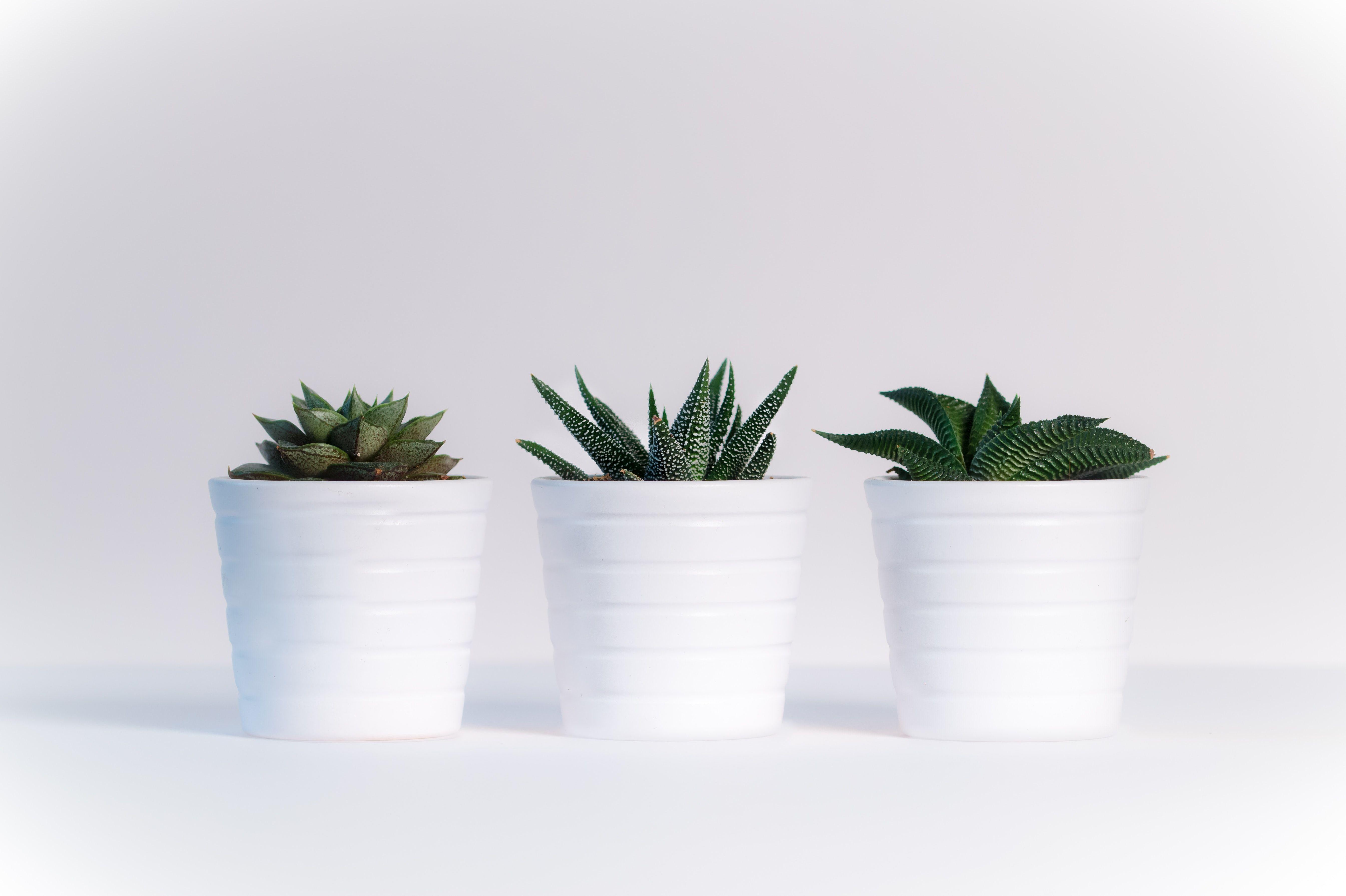 Three Green Assorted Plants in White Ceramic Pots · Free