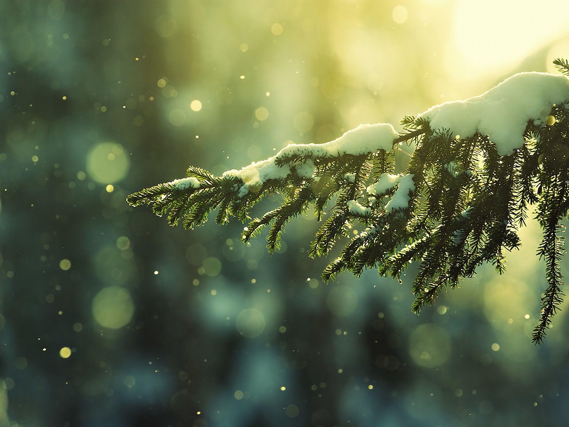 Christmas Tree Branch in the Light widescreen wallpaper. Wide
