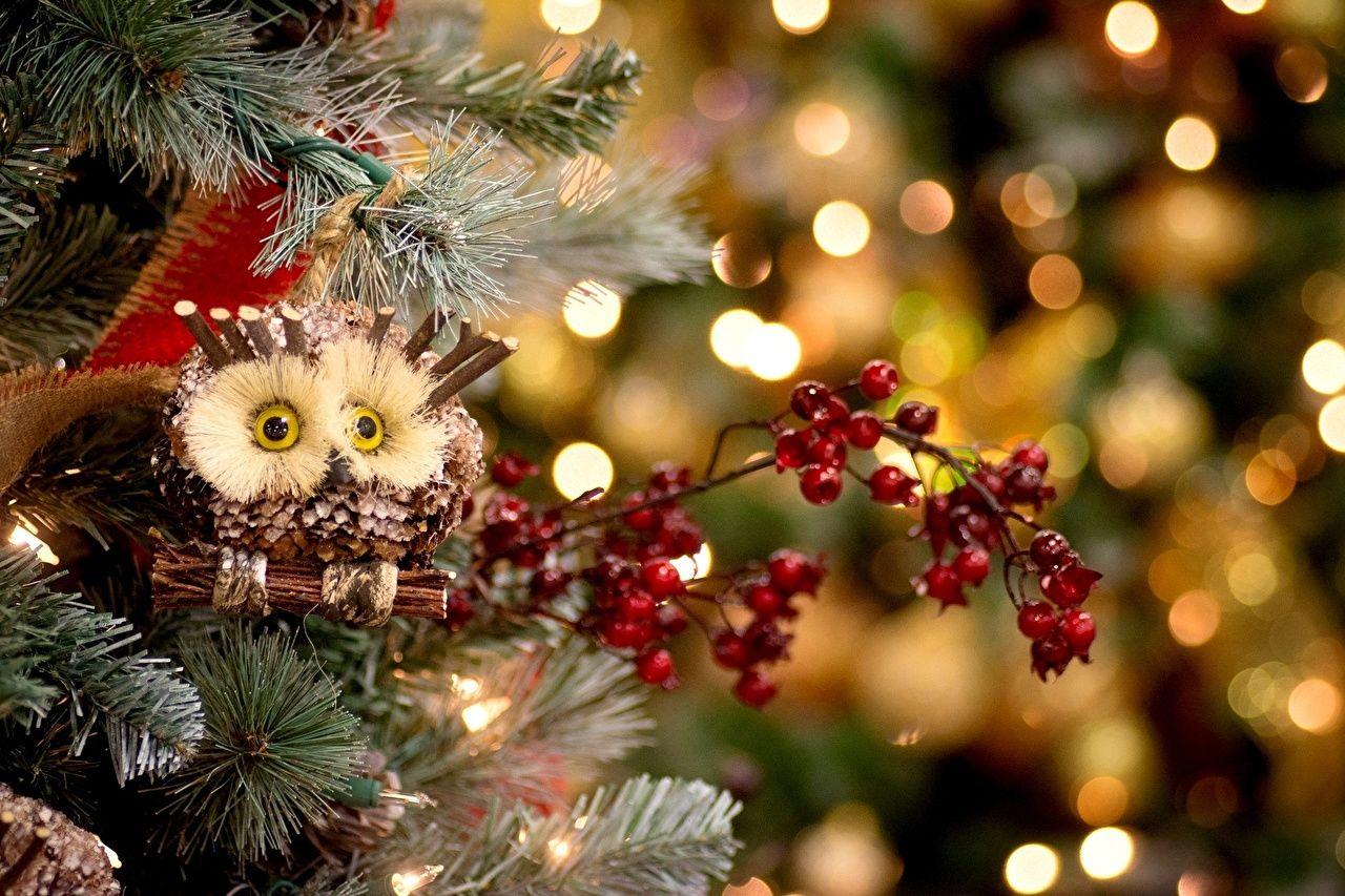 Desktop Wallpaper owl Christmas Branches Toys animal Holidays