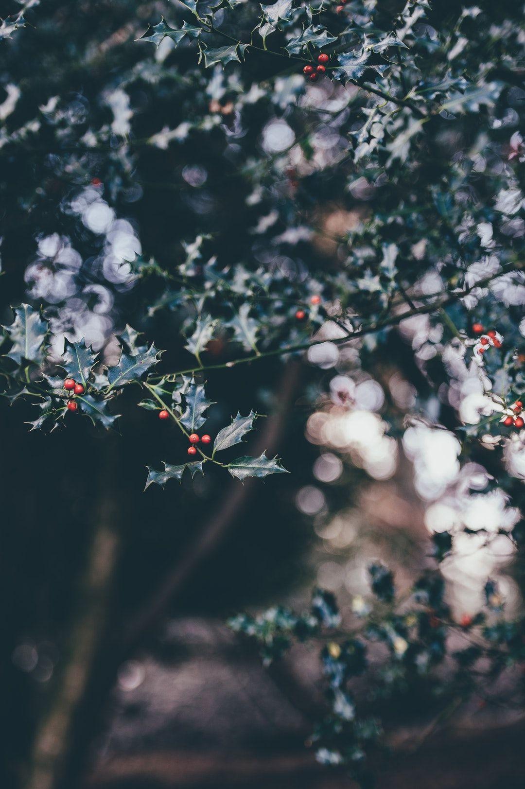 Holly Branches With Red Berries Extend From A Tree, Leaf, Wallpaper