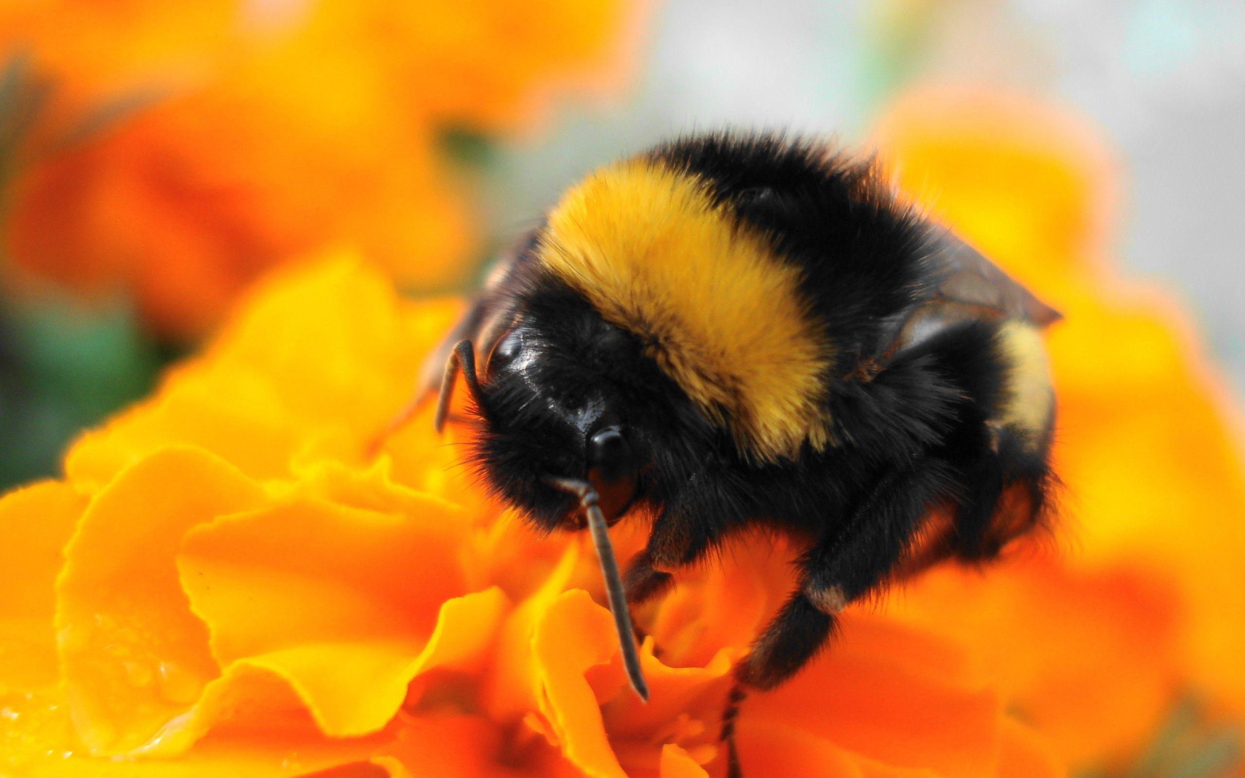 Download the Harvesting Bumble Bee Wallpaper, Harvesting Bumble Bee