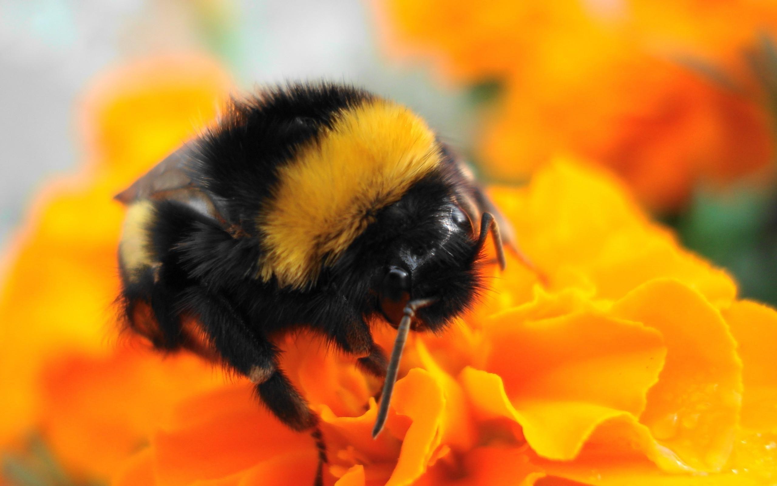 Pics For > Bumble Bee Insect Wallpaper. Bumble bee insect