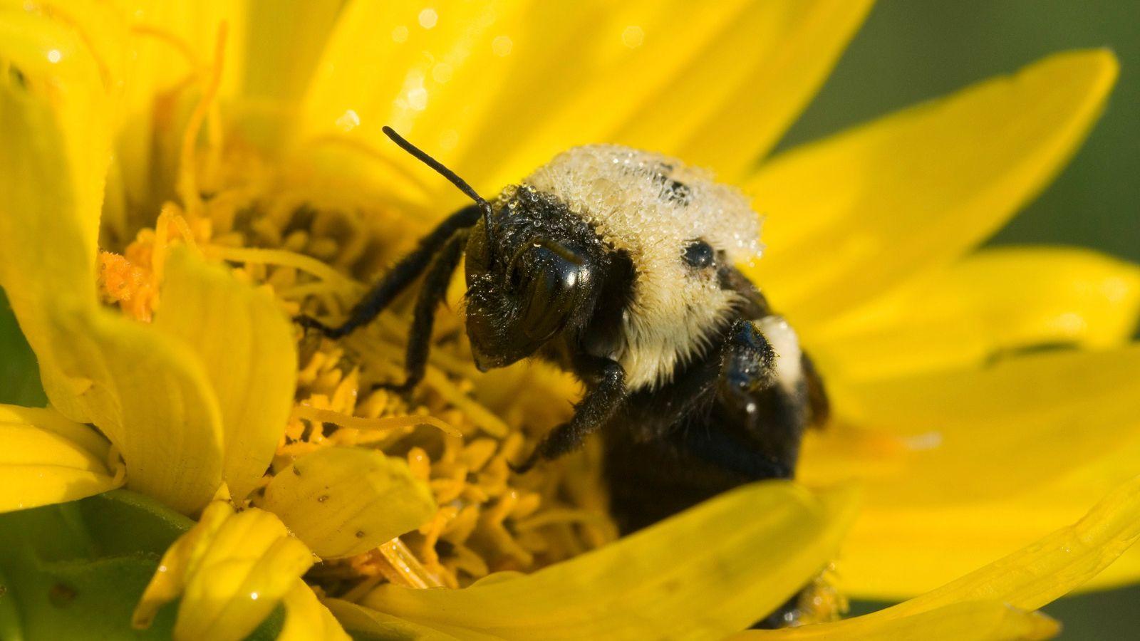 Plight of the Bumble Bee: Conserving Imperiled Native Pollinators