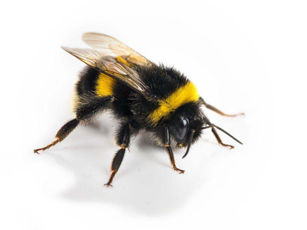 Big Black Bee vs Carpenter Bee. Best Bee Brothers