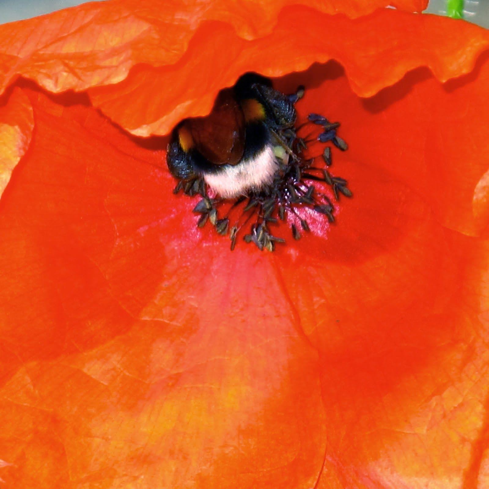 Desktop HD Wallpaper Free Downloads: Bees On Poppy Flowers HD
