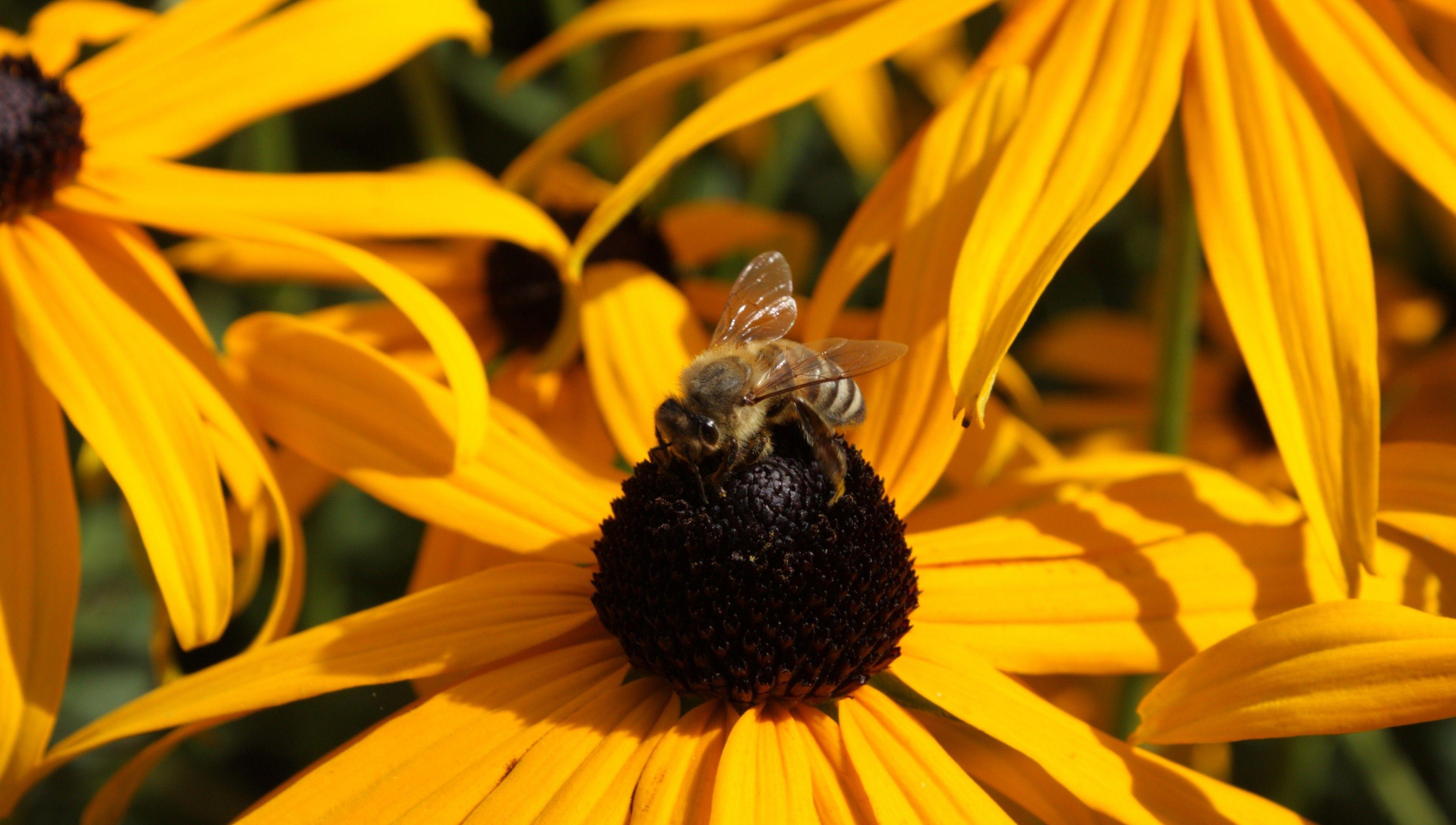 Download 3840x2176 Yellow Echinacea, Bee, Petals, Pollination