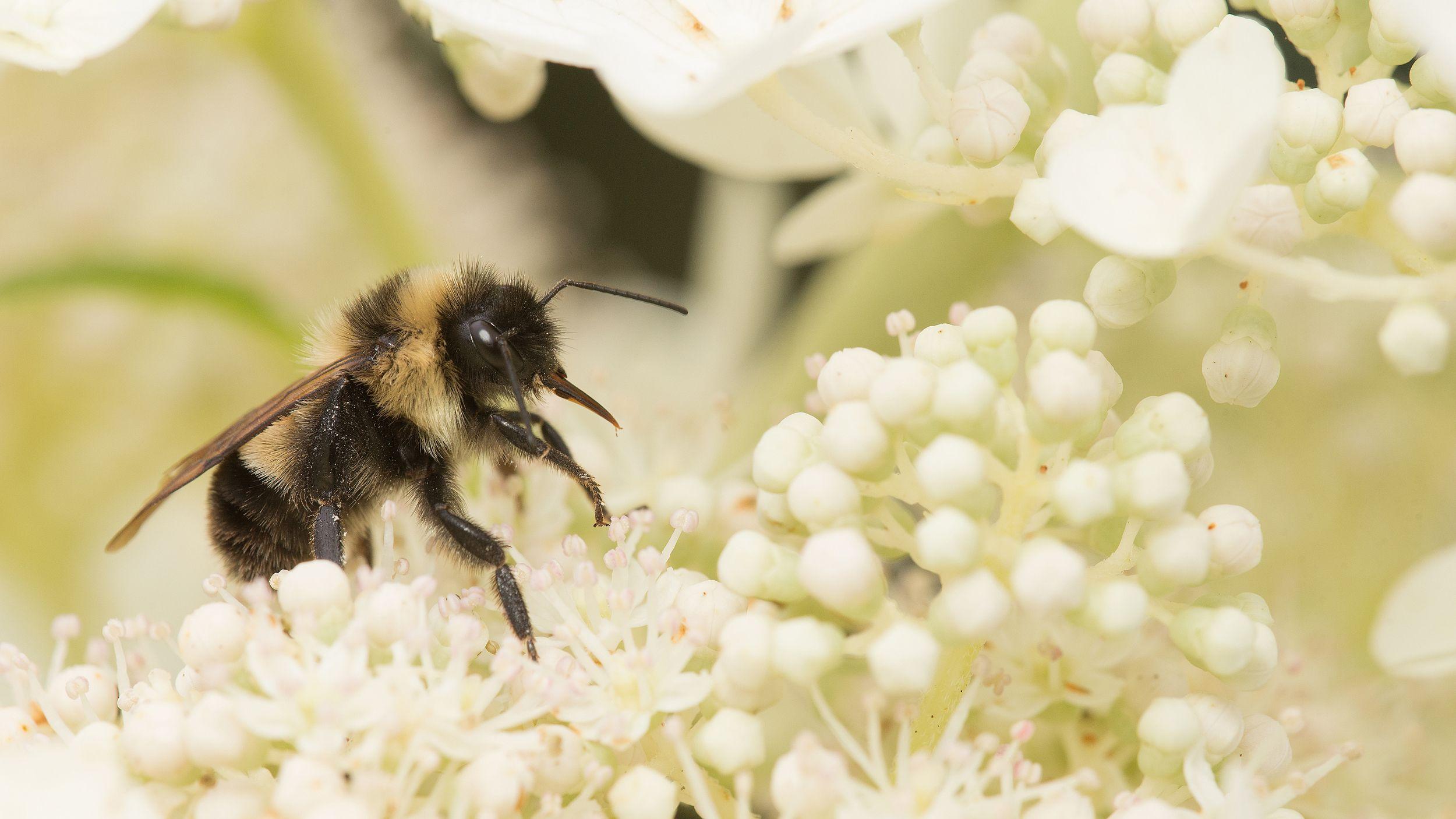 Recovery: Bringing Back Bumble Bees