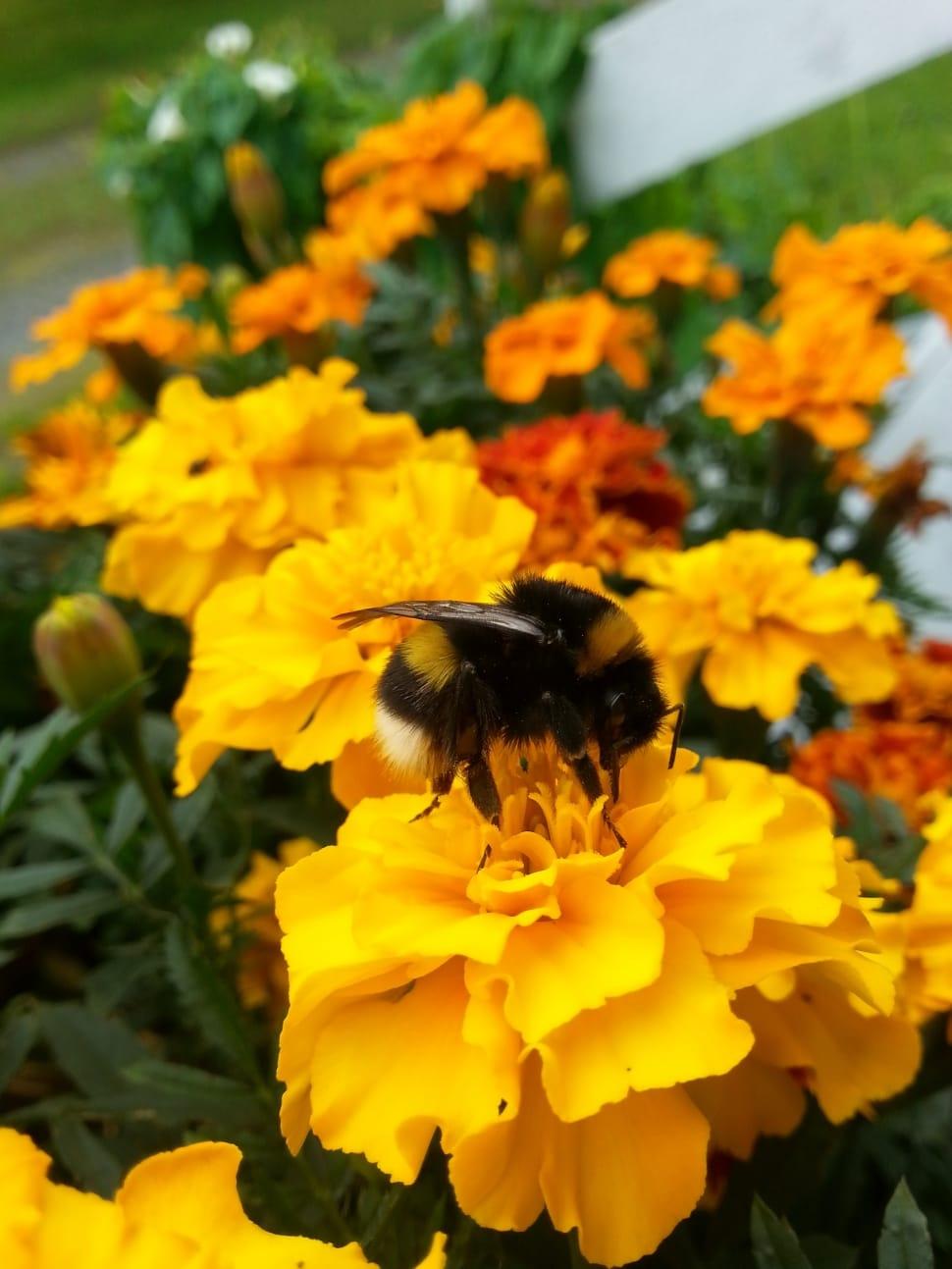 black and yellow honey bee free image