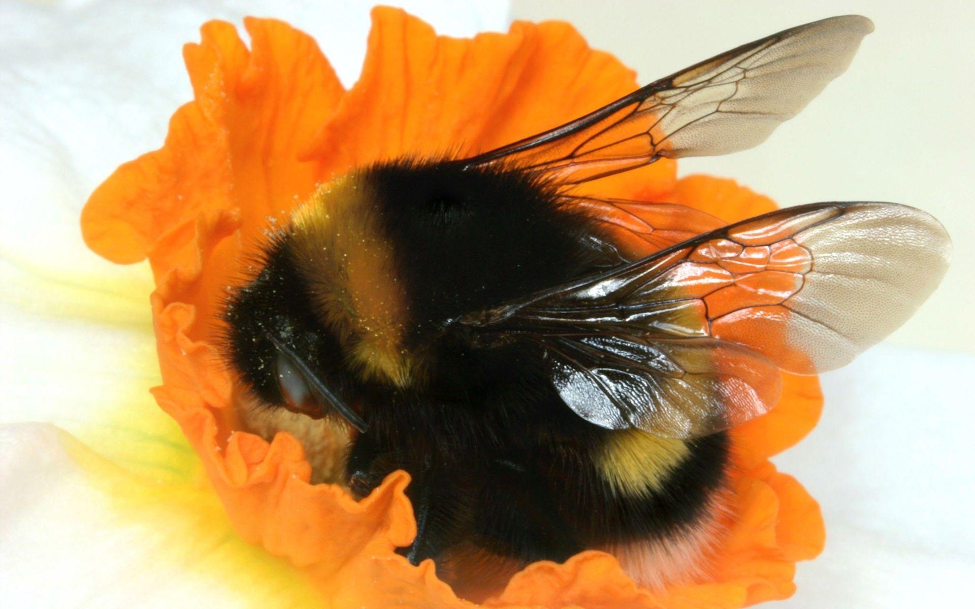 Bumble Bee HD Wallpaper