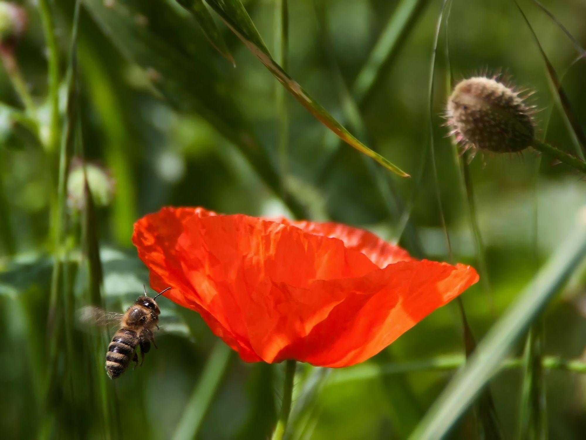 bee on red poppy free image