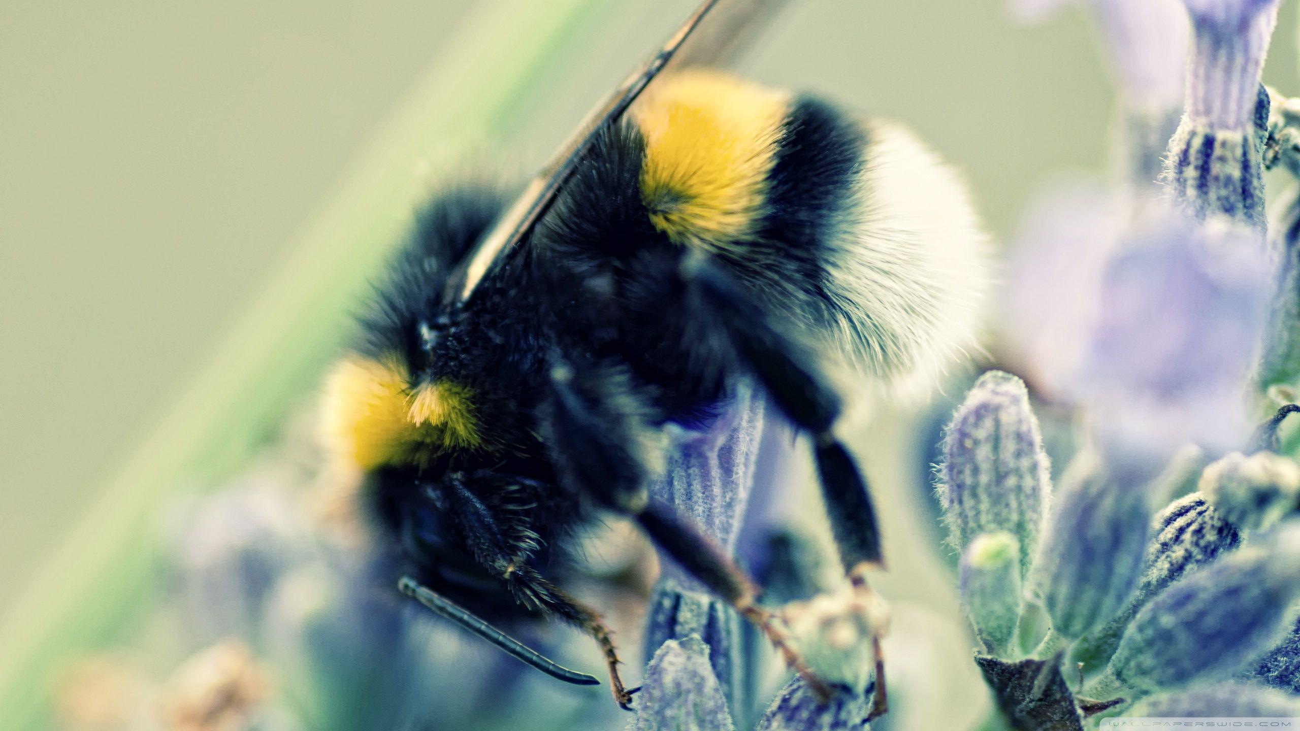 Bumblebee and Lavender ❤ 4K HD Desktop Wallpaper for 4K Ultra HD TV