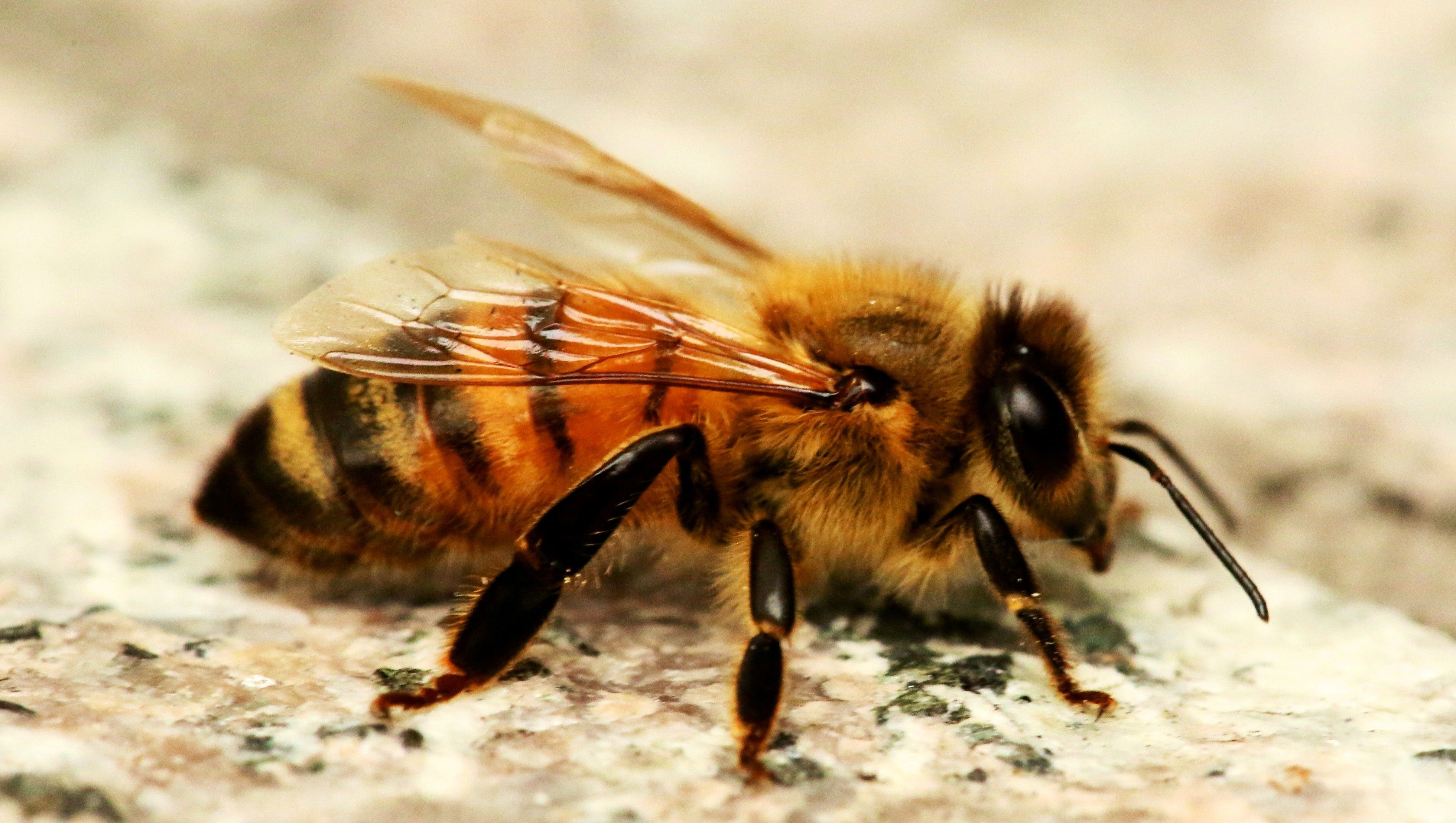 Beautiful Small Honey Bees Insect HD Wallpaper Download