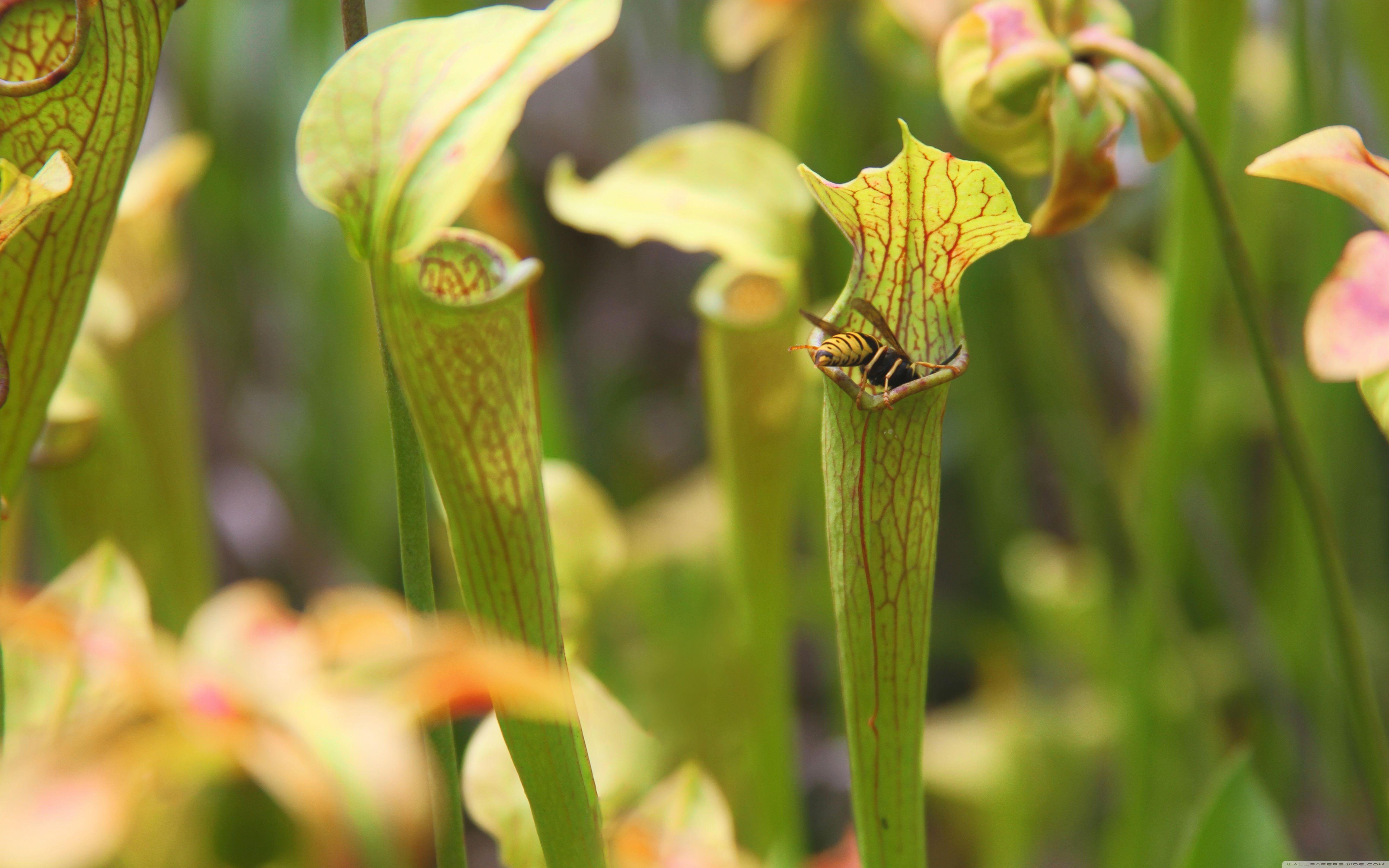 Sweet Pitcher Plant ❤ 4K HD Desktop Wallpaper for 4K Ultra HD TV