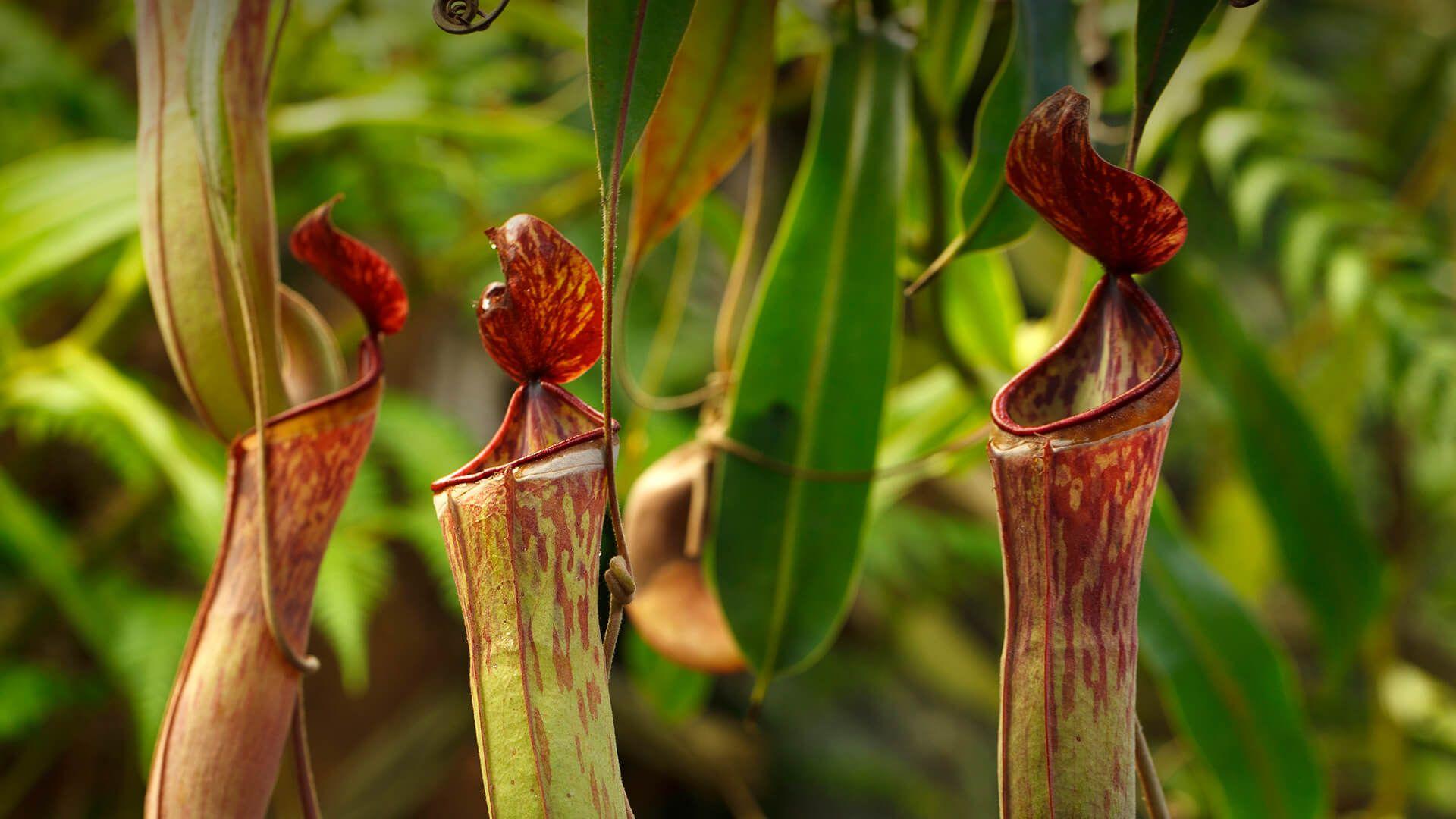 insectivorous-plant-wallpapers-wallpaper-cave