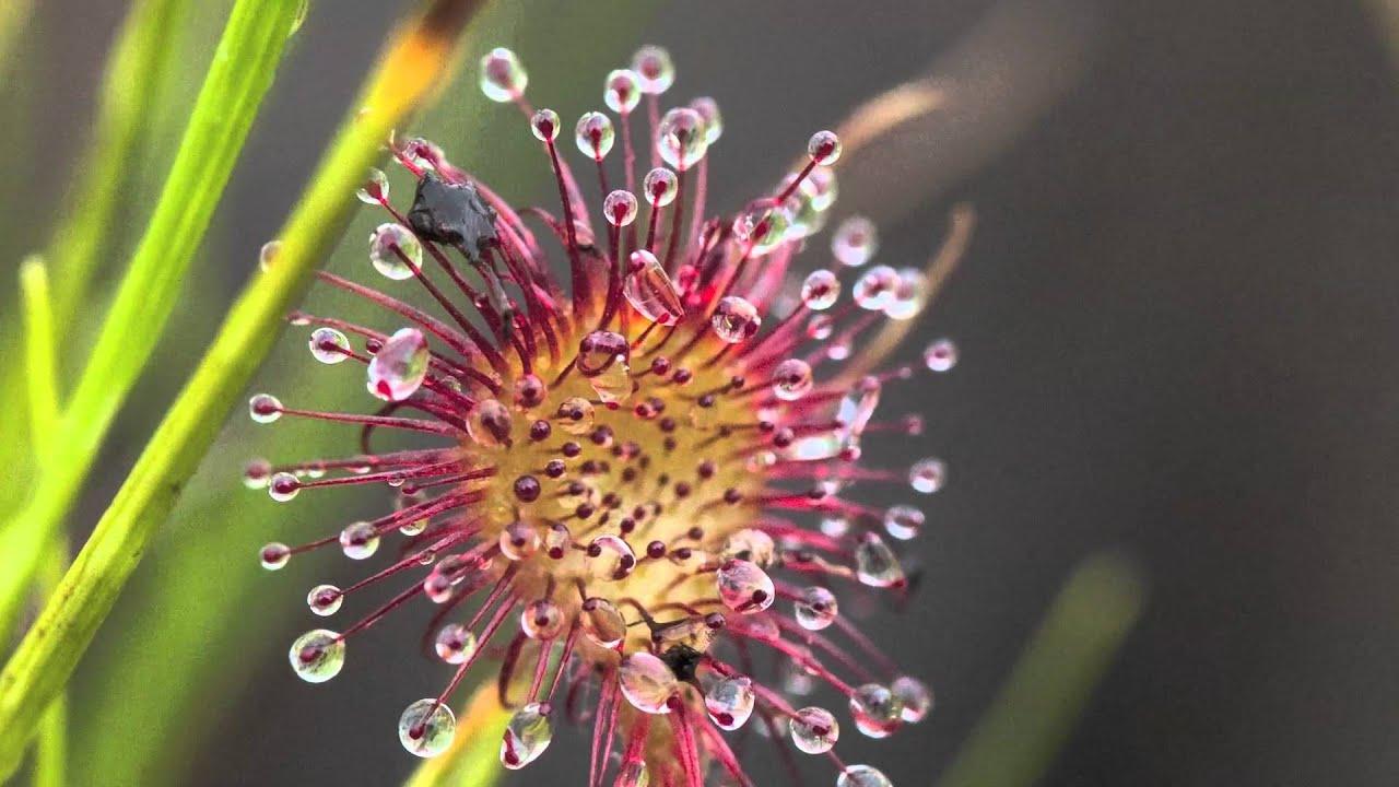 Sundew, Carnivorous Plant in Alaska