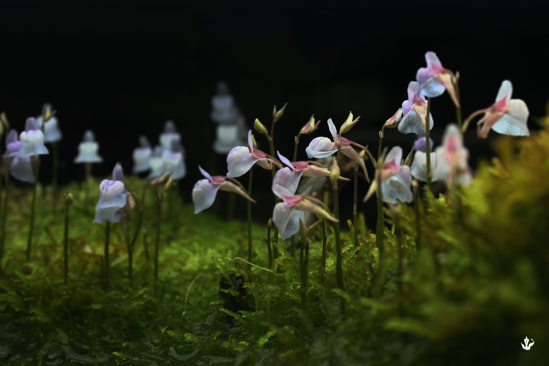 utricularia graminifolia wallpaper (DUW)