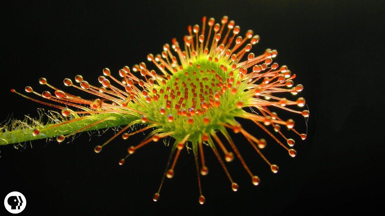 DEADLY Carnivorous Plants