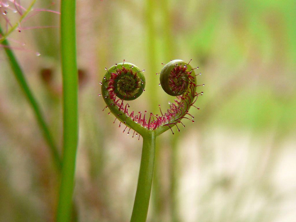 insectivorous-plant-wallpapers-wallpaper-cave