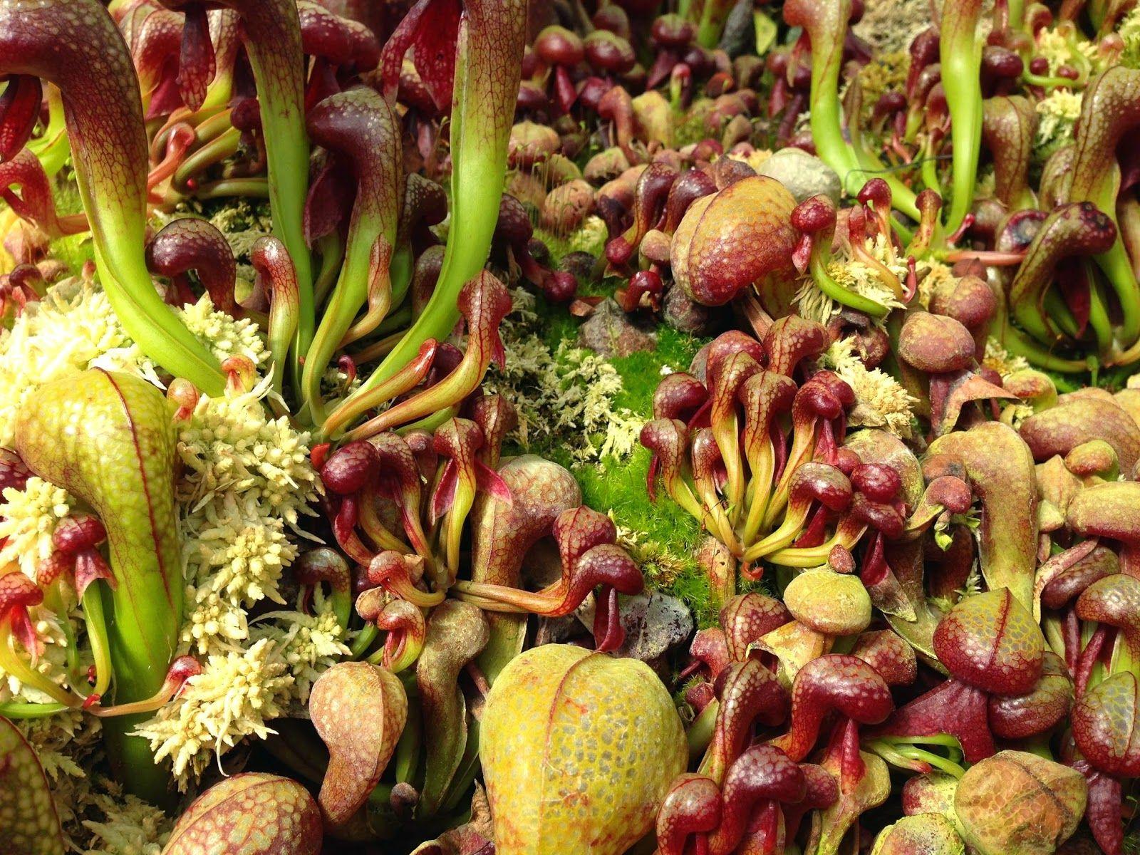 birds-of-the-heath-a-perfect-summer-for-insectivorous-plants