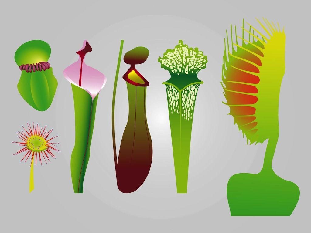 Carnivorous Plants Vector Art & Graphics