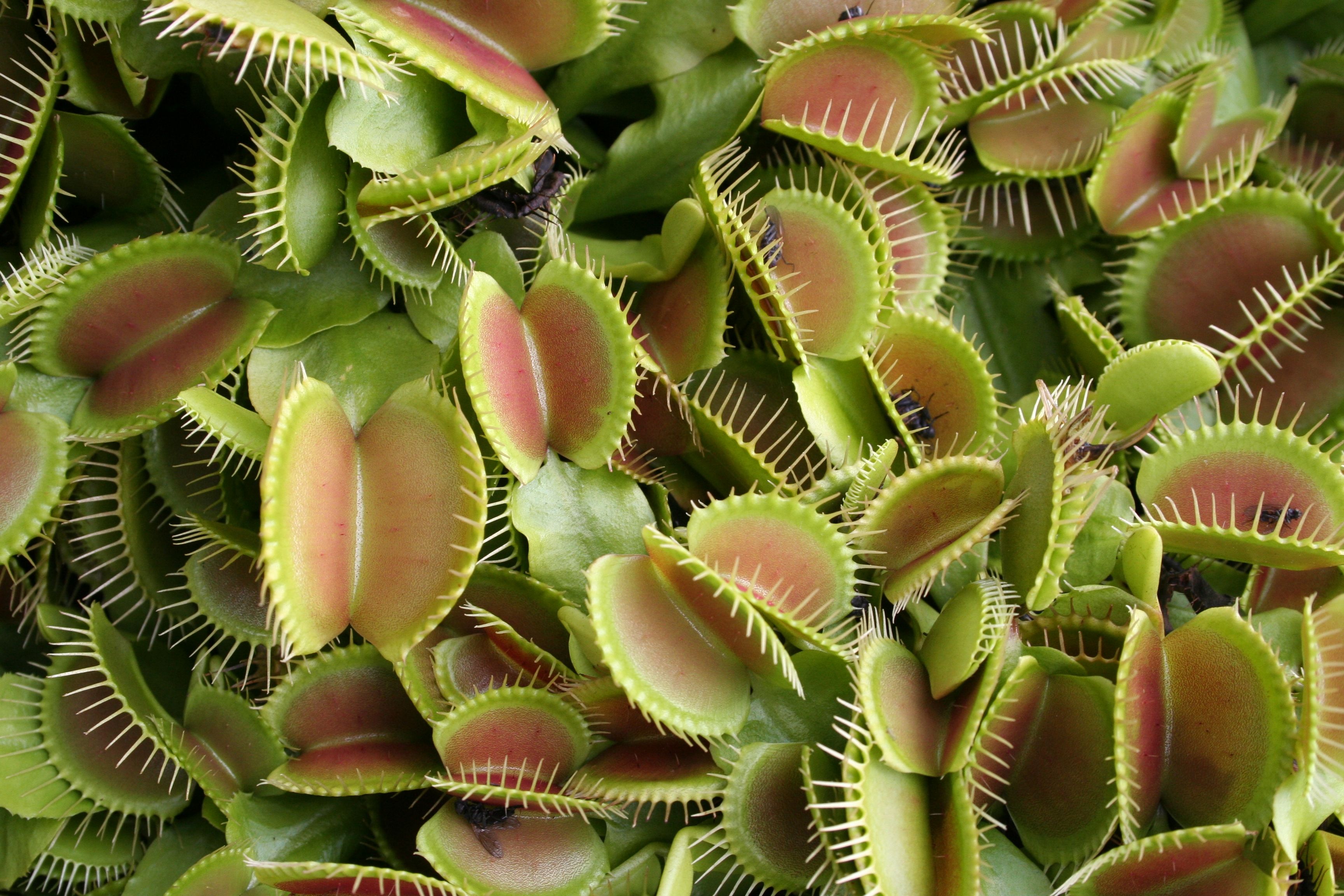 Insectivorous Plant Wallpapers - Wallpaper Cave